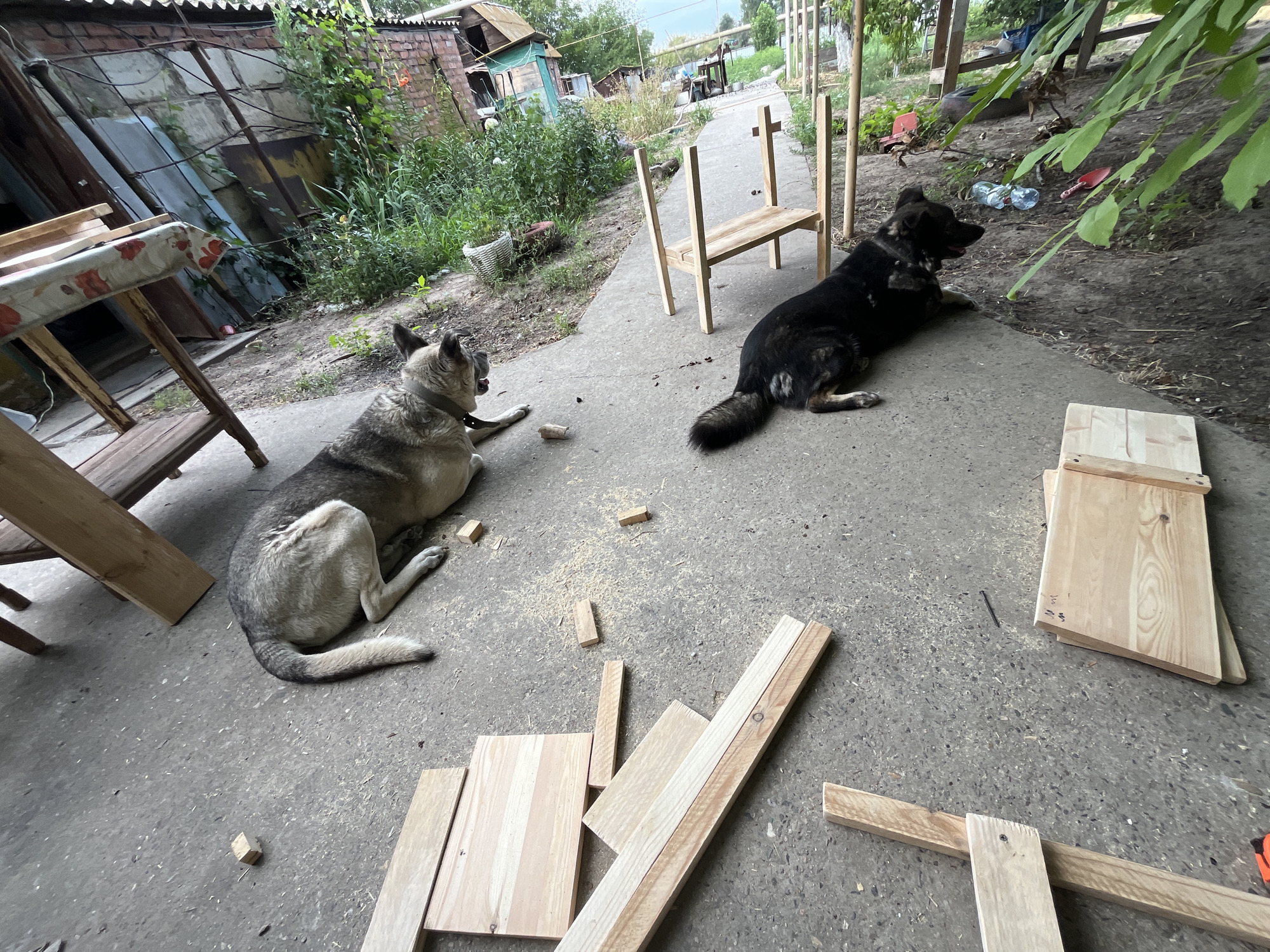 The image depicts an outdoor scene, likely a backyard or workshop area, in Krasnyye Barrikady, Russia. Two dogs, one light brown and gray, the other black, are lying on a concrete surface. In the foreground and scattered around the dogs are pieces of unfinished wooden furniture and woodworking scraps, suggesting a DIY project is underway. A wooden chair frame is visible, and other wooden planks and blocks are on the ground. In the background, there are various structures, including what appears to be a shed or garage with a corrugated metal roof, overgrown vegetation, and a table covered with a floral cloth. The overall environment suggests a slightly unkempt but functional outdoor workspace.