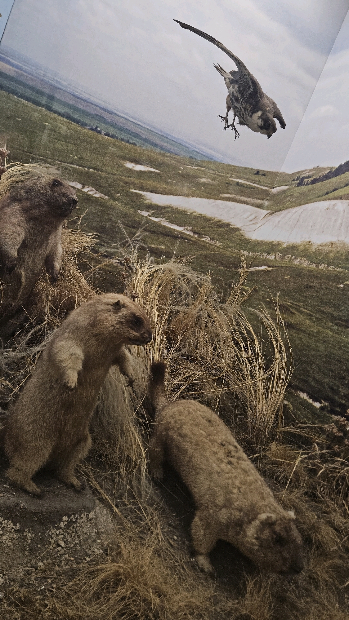 The image depicts a museum diorama featuring taxidermied animals in a simulated natural environment. In the foreground, three marmots are visible. One marmot stands on its hind legs, facing left, with its front paws slightly raised. Another marmot lies down, facing right, with its body elongated. A third marmot is positioned behind and to the left of the standing marmot, partially obscured. The animals are surrounded by dry grass and dirt. In the background, a large photographic mural depicts a rolling, grassy landscape under a cloudy sky. A taxidermied bird of prey, possibly a falcon, is suspended in mid-air within the mural, appearing to dive downwards. The diorama is likely part of an exhibit at a natural history museum or zoo. No specific location in Ulyanovsk, Russia, can be identified from the image.