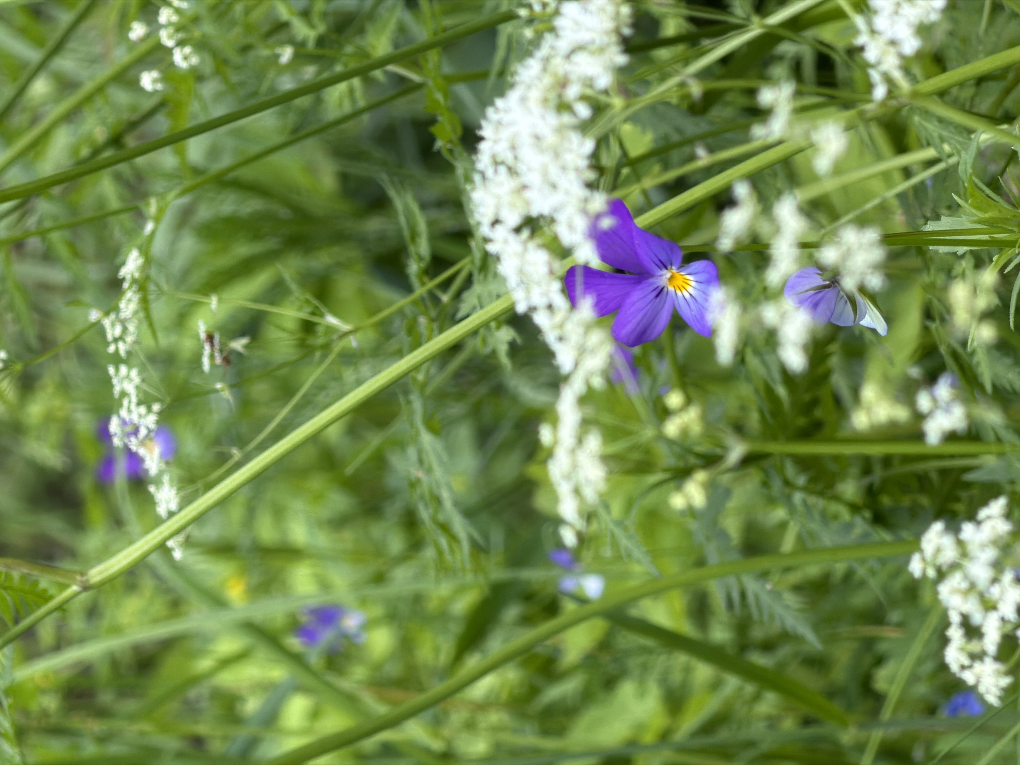 The image depicts a close-up view of a meadow with various wildflowers, primarily purple violets and small white clusters of flowers, likely Queen Anne's Lace, set against a backdrop of lush green foliage and stems. The focus is on a prominent purple violet with yellow markings in the center, positioned slightly right of the frame's center. Other violet flowers, some blurred and out of focus, are scattered throughout the scene. The lighting suggests an overcast day, with soft, diffused light illuminating the delicate petals and green leaves. The environment appears natural and untamed. No people or artificial structures are visible. The location is stated to be Kuznechnoye, Russia.