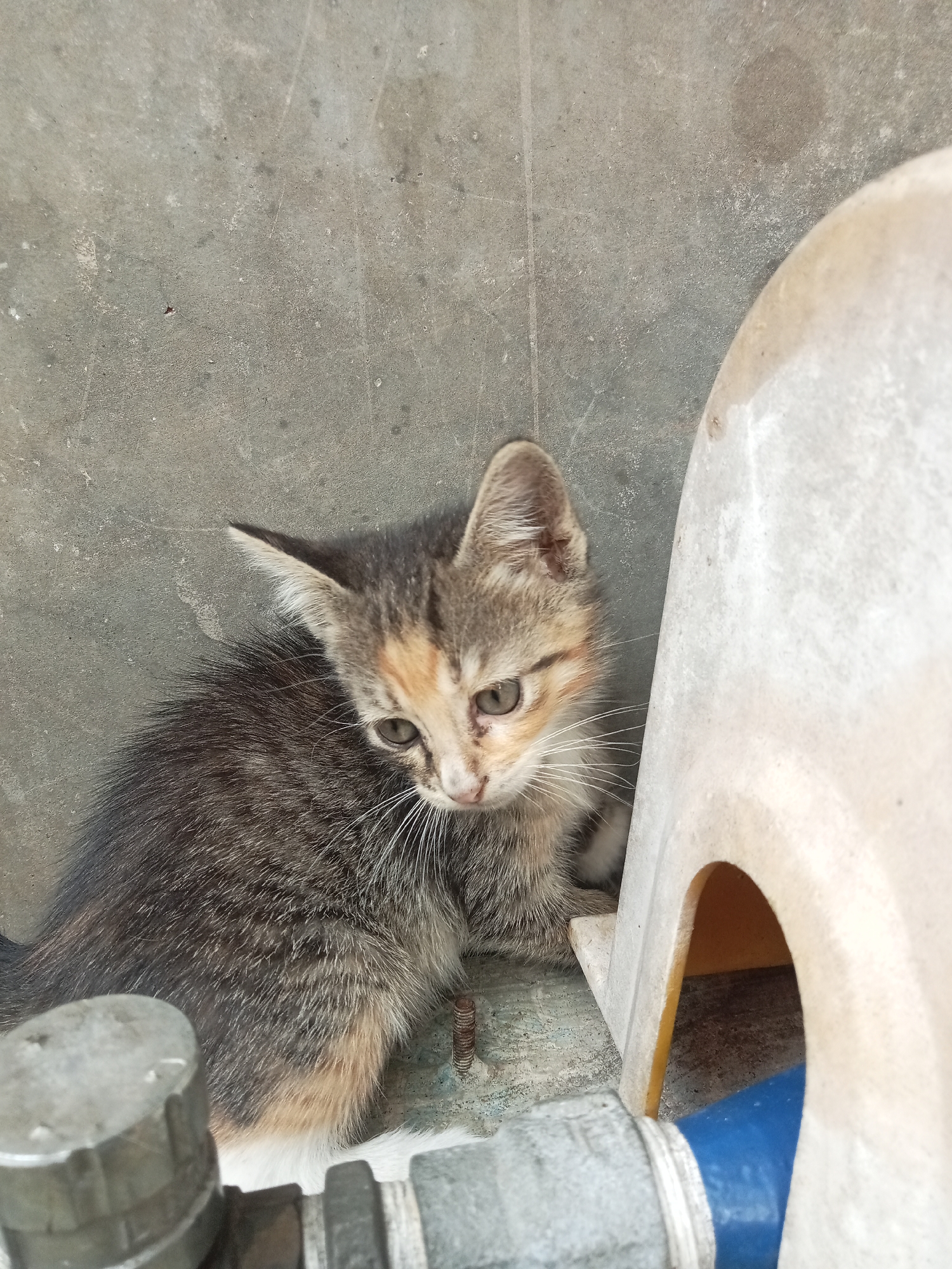 A calico kitten is hunkered down next to a small, light-colored plastic structure. The kitten has patches of gray, black, orange, and white fur, with prominent white whiskers. Its ears are pointed and alert. The kitten's eyes are looking downward. The background consists of a gray, concrete-like surface with some texture and markings. In the foreground, there are parts of metal pipes, one of which is silver-colored and appears to be a valve. Another pipe is dark gray with visible threads and a section of blue material. The scene appears to be outdoors, possibly in an alley or utilitarian area, given the concrete and pipes. The overall lighting suggests it is daytime. The image was taken in Pancurwening, Indonesia.