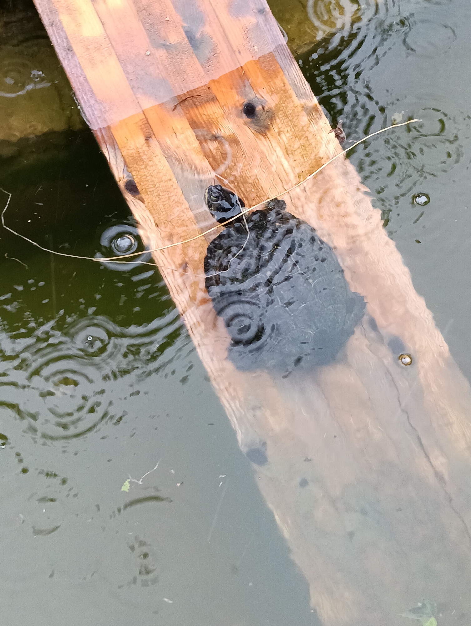 A small turtle is partially submerged in dark green water, resting on a wet, light brown wooden plank. The plank is positioned diagonally across the frame, with a portion submerged in the water. The water's surface is disturbed by ripples, suggesting it is raining, and there are a few small bubbles visible. A thin, dry grass stem lies across the plank and into the water. The image is taken from a high angle, looking down. The location in Verona, Italy, is not discernible from the image.