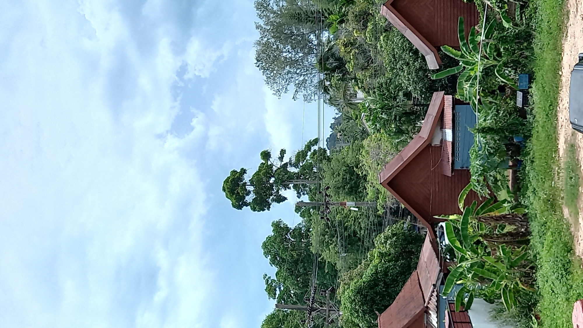 The image depicts a scene in the Ko Pha-ngan District of Thailand, characterized by lush tropical vegetation and residential structures. In the foreground, several small, wooden houses with reddish-brown roofs are visible, interspersed with banana trees and other leafy green plants. The houses appear to be simple, possibly bungalows, with one having a blue section. The background is dominated by a dense forest of trees, with a tall, distinctive tree standing out prominently in the center. Utility poles with visible wires are also present, indicating infrastructure in the area. The sky above is partly cloudy, with patches of blue sky showing through. The overall impression is one of a tropical, semi-rural environment.