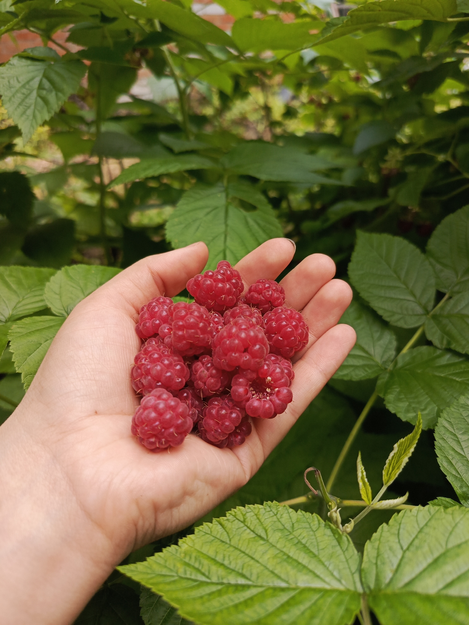 A close-up, slightly overhead shot shows a person's open hand holding a cluster of ripe, red raspberries. The hand is lightly tanned and positioned in the lower left quadrant of the image, with fingers gently cupping the fruit. The raspberries are plump and have the characteristic bumpy texture of the fruit. In the background, out of focus, are lush green raspberry leaves and stems, creating a natural, outdoor setting. The lighting suggests it is daytime.