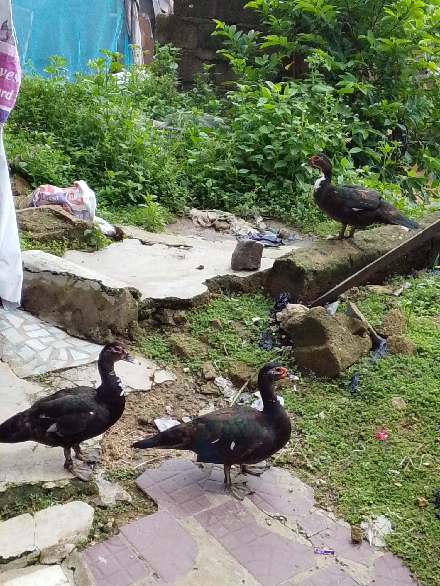 In Serti, Nigeria, three black Muscovy ducks are observed in an outdoor, possibly residential or informal market area. Two ducks are positioned on a paved surface in the foreground, with one on the left facing right and the other in the center facing left. A third duck is situated on a raised stone or concrete platform in the mid-ground, facing towards the left. The environment consists of overgrown green vegetation, scattered rocks, and some debris including what appears to be plastic packaging. A partially visible white and purple sign is present on the left edge of the frame. The overall scene depicts a somewhat unkempt, naturalistic setting within an urban or semi-urban environment.