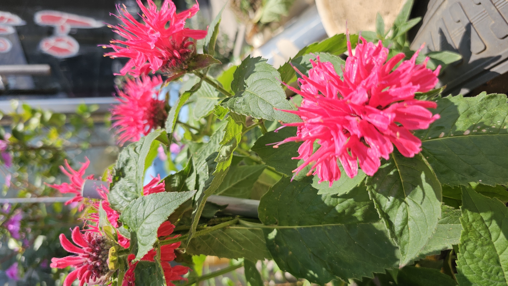 A close-up shot captures a vibrant pink bee balm flower in bloom, its delicate petals splayed outwards. The flower's spiky appearance is emphasized by the sunlight illuminating its delicate structure. Lush green leaves, tinged with hints of sun-bleached spots, surround the bloom. In the background, a blurred urban landscape unfolds, with a hint of a building's facade and a portion of what appears to be a tire. The scene is set outdoors, likely in Asan-si, South Korea, possibly in a garden or public space where this colorful flora thrives amidst the city's backdrop.