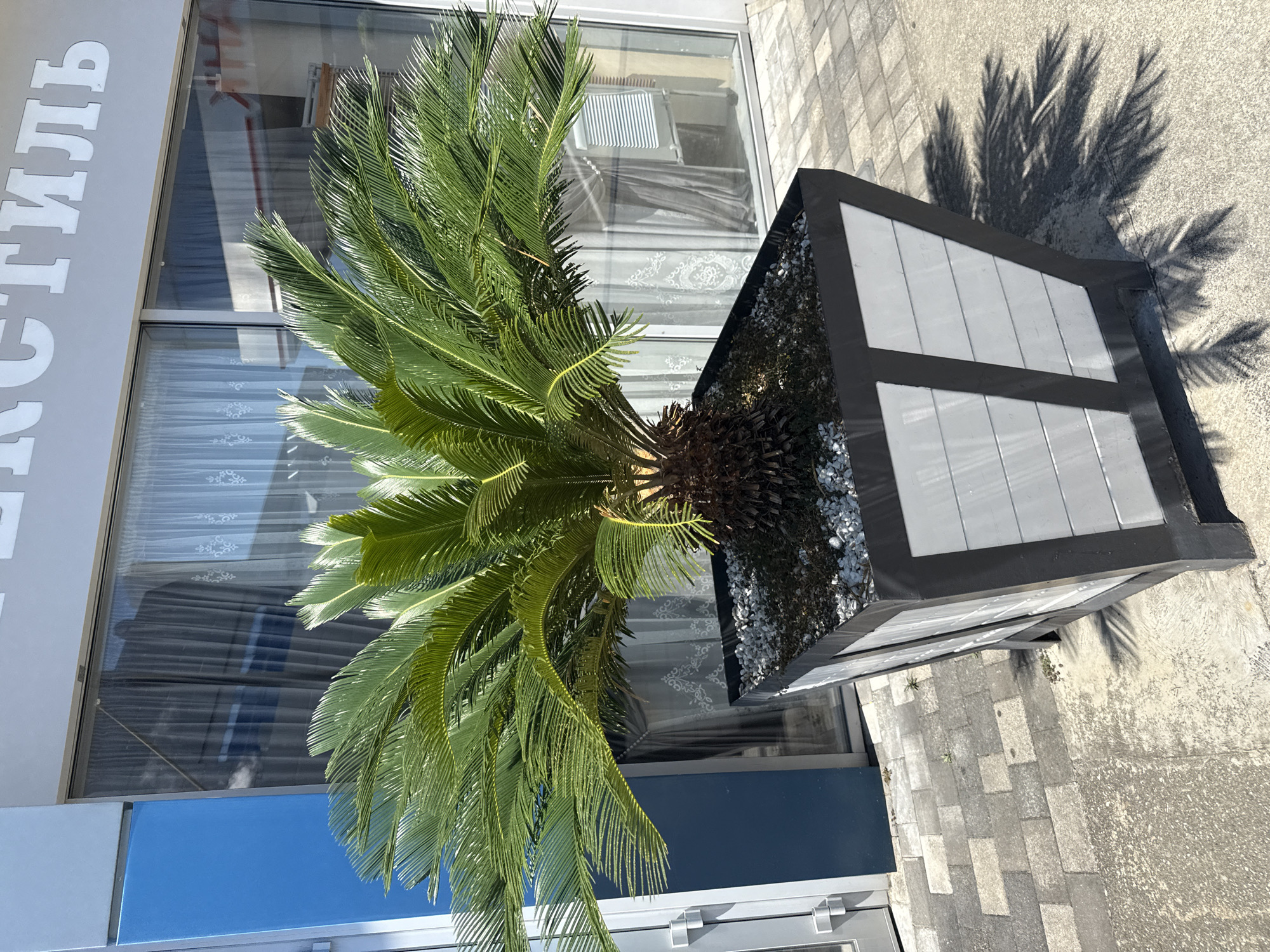 This image shows a sago palm plant in a dark planter box with a decorative grey panel. The planter is placed on a textured paved surface next to a building with large windows. The building has a sign with white Cyrillic lettering that reads "ТЕКСТИЛЬ" (TEXTILE). Inside the windows, sheer white curtains are visible, and reflections of light and possibly interior elements. The sun is casting a strong shadow of the palm fronds onto the paved ground and the planter. The overall scene suggests an outdoor setting in front of a commercial establishment, likely a shop or business. The lighting indicates it is daytime, and the clear shadows suggest sunny weather. There are no people visible in the image.