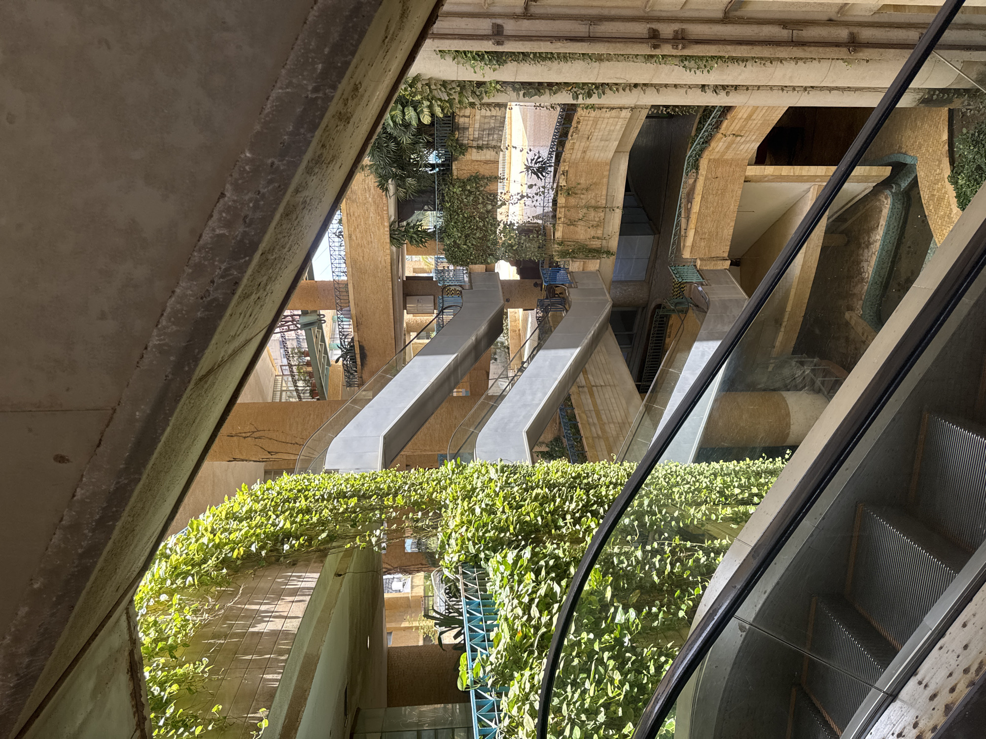 The image depicts a multi-story interior atrium within a modern building in Porlamar, Venezuela. The scene is characterized by a complex architectural design featuring robust concrete structures, including large beams, arched passageways, and various tiered levels. Multiple escalators, equipped with glass railings, are prominent, connecting the different floors and receding into the background of the expansive space.
A striking element is the extensive integration of lush green foliage throughout the concrete and glass environment. Vines and bushy plants cascade over ledges, cling to walls, and adorn various architectural features, creating a vibrant, biophilic design. Bright, natural sunlight illuminates the atrium, casting distinct shadows and highlighting the vivid green of the plants, indicating it is daytime under clear weather conditions. Reflections are visible on the glass panels of the escalators. No people are visible, and there is no discernible text within the frame. The overall impression is one of a harmonious blend of modern architecture and natural elements in a large indoor setting.