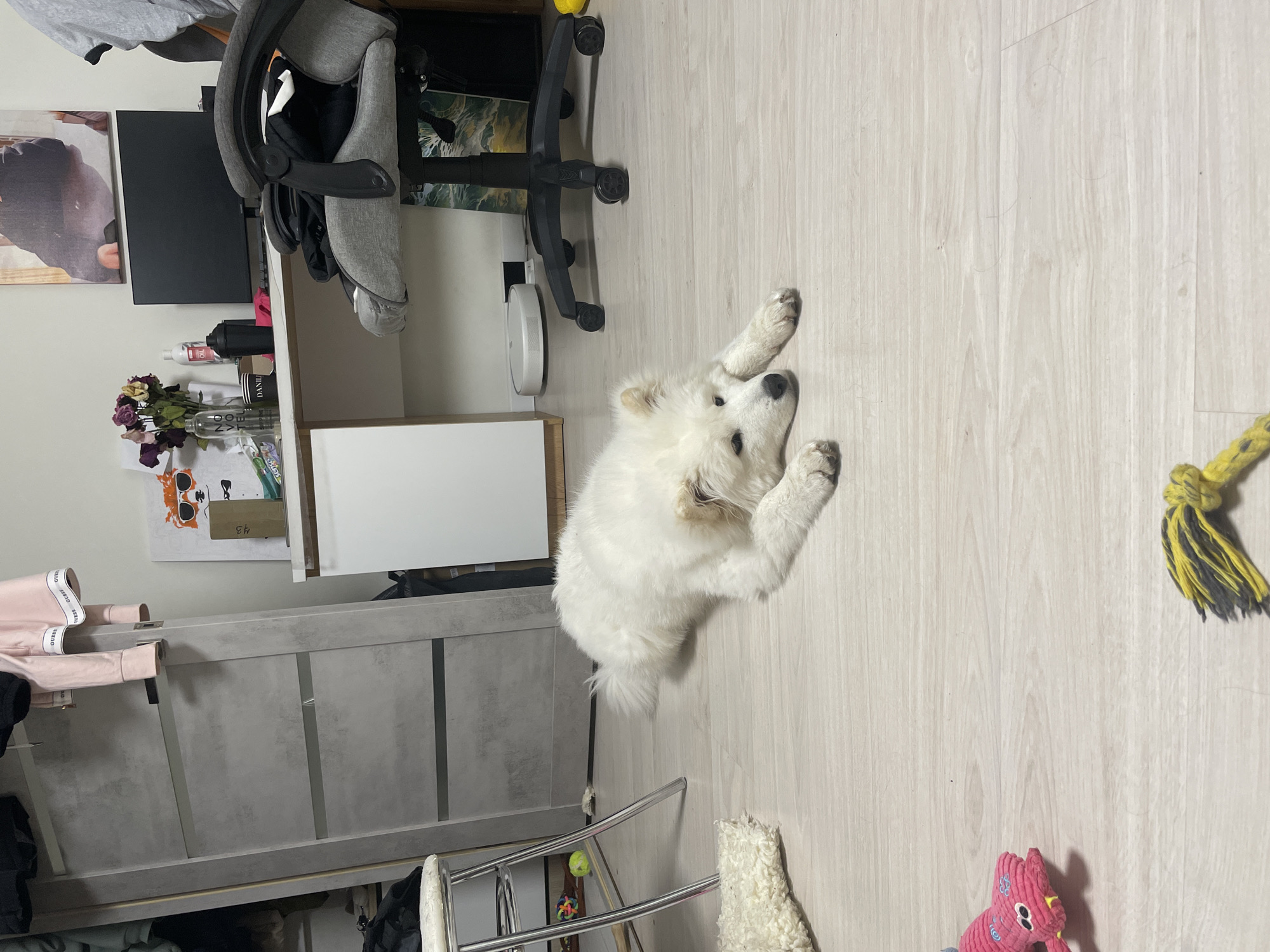 A fluffy white Samoyed puppy lies on its back on a light-colored wooden floor. Its front paws are raised towards the camera. To the right, there is a yellow rope toy and a pink stuffed animal. Behind the puppy, there is a metal clothing rack with a white fluffy blanket. To the left, a gray cabinet is visible, along with a desk, a computer screen, an office chair, and various items on the desk. The scene appears to be indoors, in a home setting. The city and location are unknown.