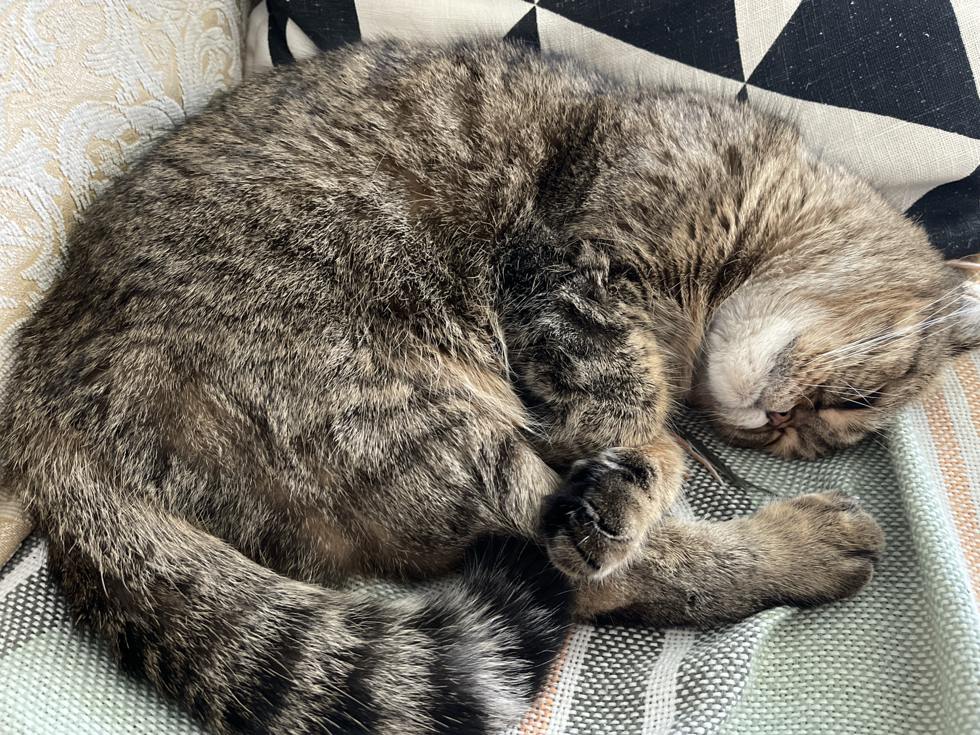 A tabby cat is sleeping curled up on a patterned blanket. The cat has brown, black, and tan fur with stripes. Its tail is also striped. The cat's face is partially visible, with its eyes closed and its nose pink. The blanket has a striped pattern in shades of green, white, and brown, and it is placed on a couch with a cream-colored, patterned cushion. The background shows another cushion with a black and white geometric pattern. The scene is well-lit and appears to be indoors. There is no information to suggest this image is located in Dzerzhinsk, Russia.