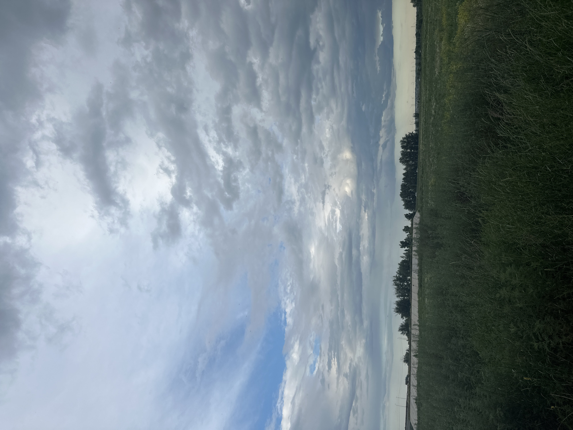 The image shows a vast, grassy field under a cloudy sky. A line of trees runs along the horizon, behind which are some buildings and what appears to be a road with streetlights. The sky is filled with a mixture of grey and white clouds, with some patches of blue visible. The foreground is dominated by tall, green grass, some of which is flowering with small yellow blooms. The scene appears to be located in a rural or semi-rural area. The image was captured in the city of Заречный ауылдық округі, Kazakhstan.