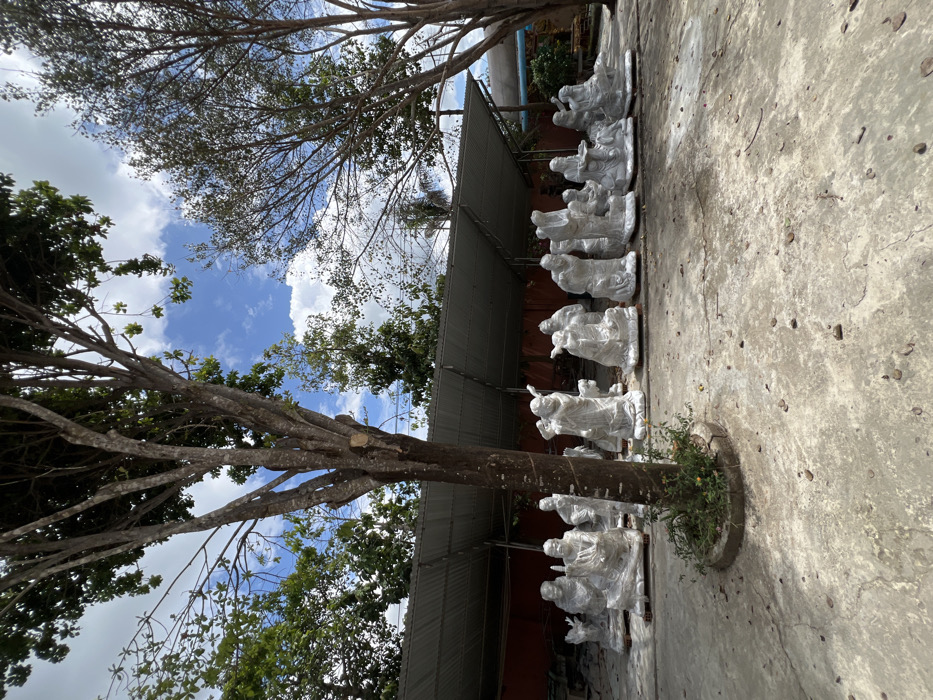 This image depicts an outdoor workshop or storage area in Đăk Mar, Vietnam, under a partly cloudy blue sky. The foreground features a large, multi-trunked deciduous tree with sparse foliage, surrounded by a circular concrete planter containing small yellow-flowering plants. The ground consists of uneven, light grey concrete pavement with scattered debris and shadows.
In the mid-ground, under a long, open-sided structure with a corrugated metal roof, a collection of approximately 15-20 white marble or stone statues are arranged in rows. These statues depict human figures in various poses, some seated, others standing or kneeling, consistent with religious or mythological representations. Many of the statues are partially covered in clear plastic sheeting or white fabric for protection. They rest directly on the paved ground, with some appearing to be on wooden pallets.
Beyond the covered structure, lush green trees and darker foliage are visible, along with glimpses of reddish-brown structures and potentially another building or fence in the far background. Another tree with a lighter trunk and fewer leaves stands on the right side of the frame. The scene is illuminated by bright daylight, casting distinct shadows.