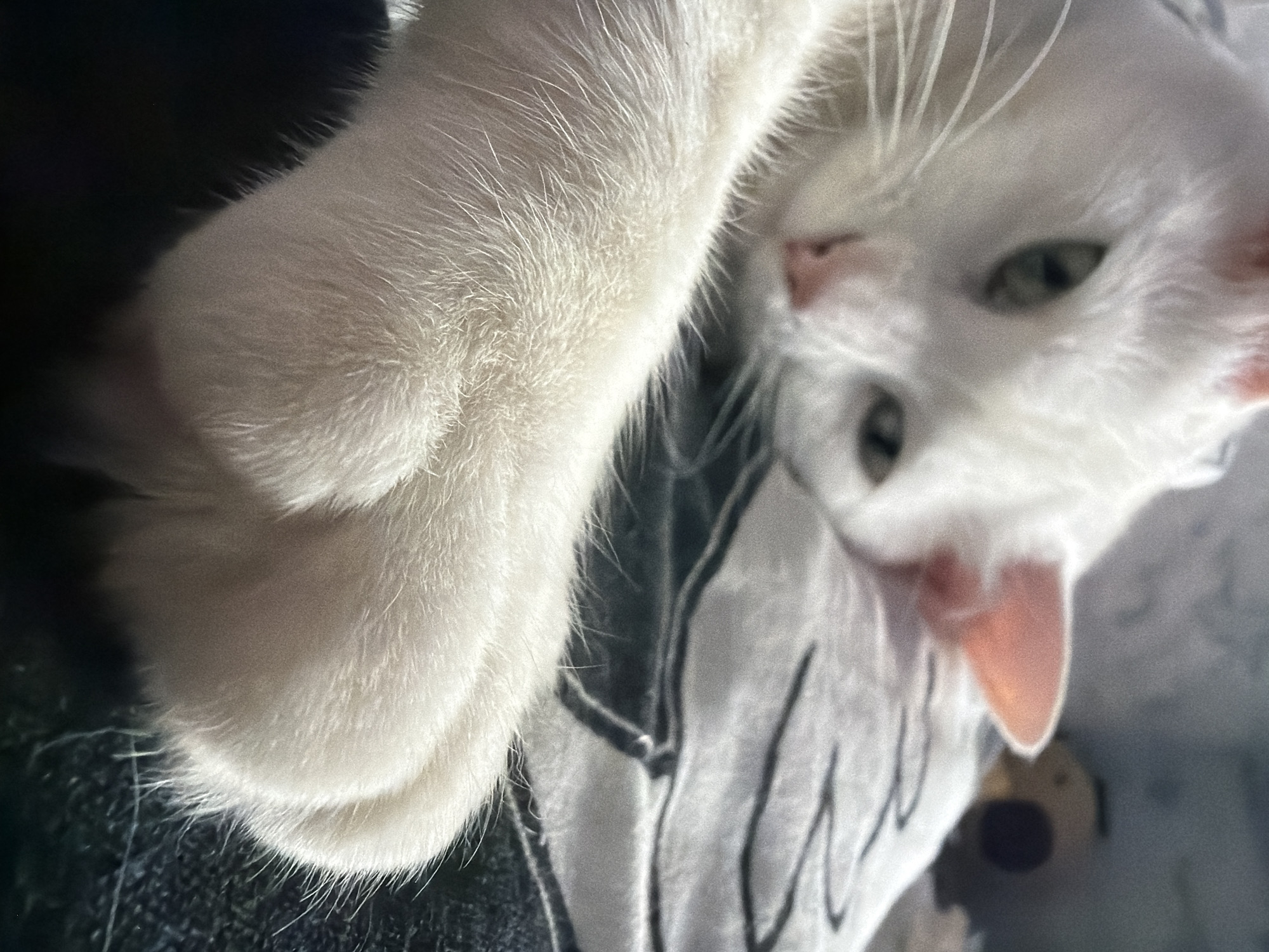 A white cat is lying on a patterned surface. The cat's left paw is extended towards the upper left of the frame. The cat's head is tilted, and it is looking towards the viewer. The location of Novosergievka, Russia, is not evident in the image.