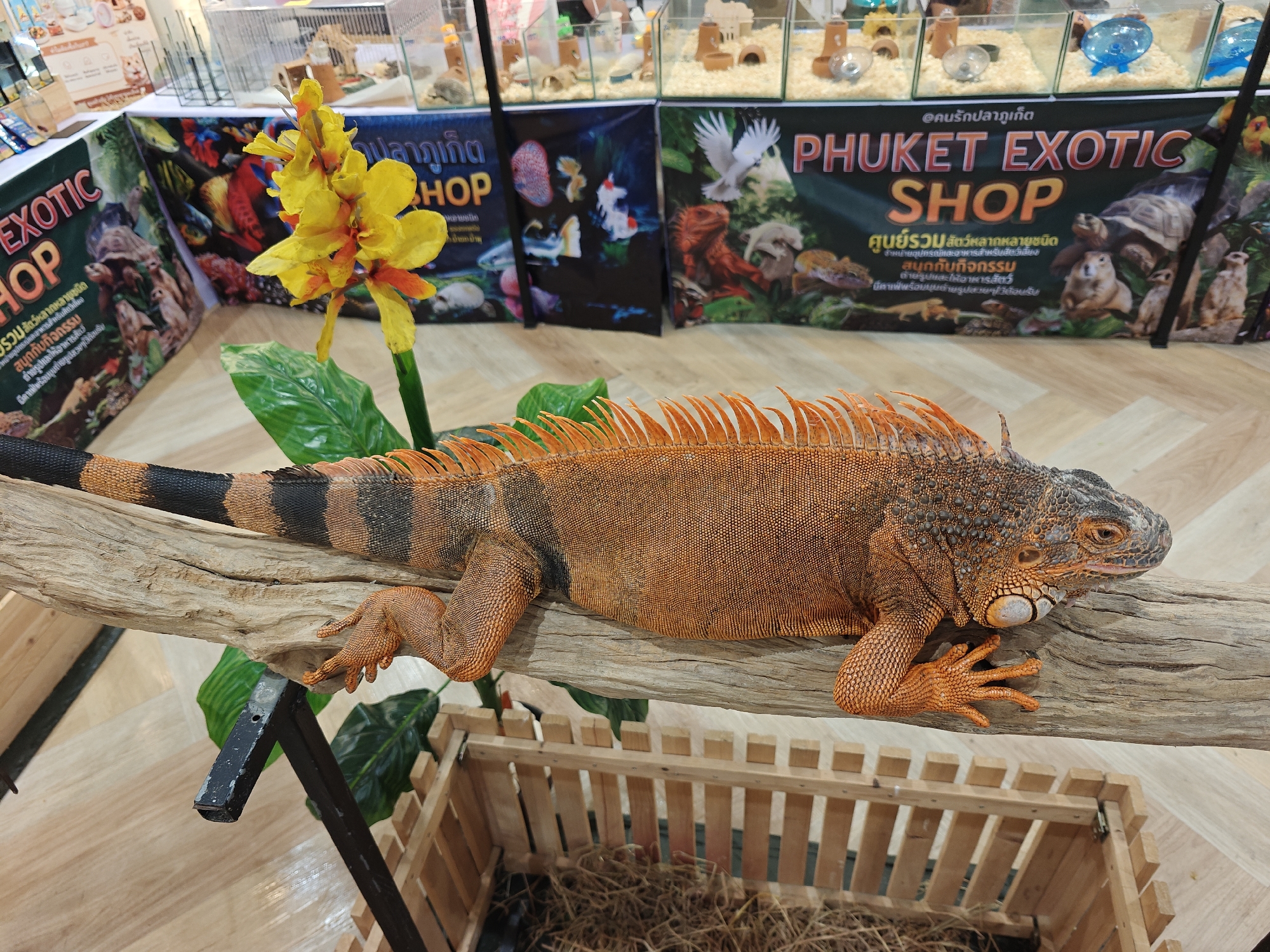 An orange iguana is perched on a wooden branch in an indoor setting. The iguana is facing to the right, with its body slightly angled. Its scales are a vibrant orange, with black banding on its tail. The iguana's feet are gripping the branch, and its eyes are visible. Behind the iguana, there are several banners with text in Thai and English, advertising "Phuket Exotic Shop". The banners display images of various exotic animals, including turtles, lizards, and birds. In the background, there are glass enclosures containing small animals, possibly hamsters or rodents. A wooden crate filled with straw is visible below the branch. The floor appears to be made of light-colored wood. The lighting is bright and even, suggesting an indoor retail environment. There are no people visible in the frame. The overall impression is of a display at an exotic pet store.