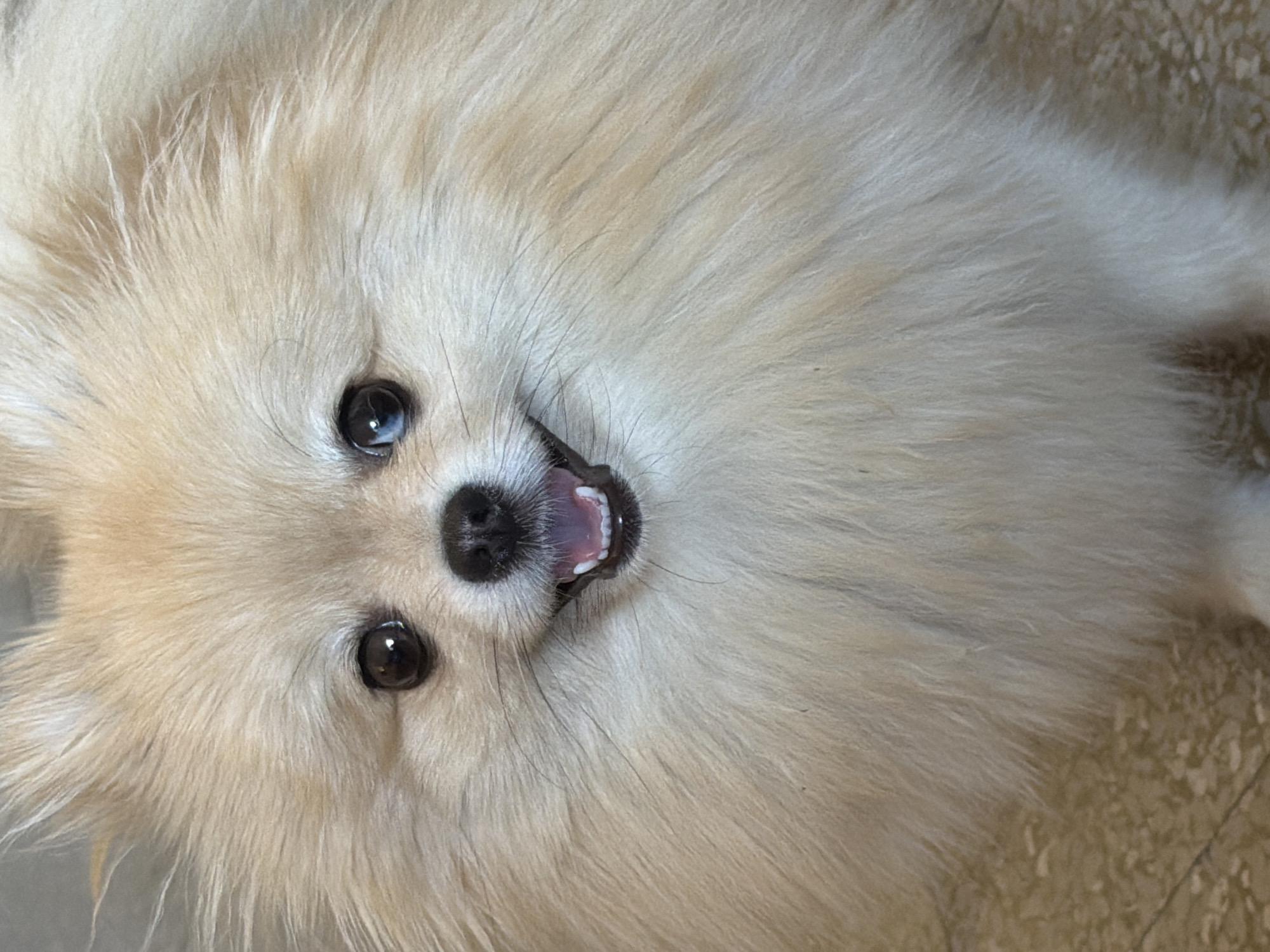 This close-up, top-down, portrait-style photograph features a cream-colored Pomeranian dog. The dog is looking directly at the camera with its mouth slightly open, revealing a pink tongue and white teeth. Its eyes are dark and appear to be reflecting light. The dog's fluffy fur is the dominant element in the frame, with strands of hair catching the light. The background is softly blurred, showing a textured surface that could be a floor or furniture. The lighting suggests an indoor setting, possibly daytime. There is no visible text in the image.