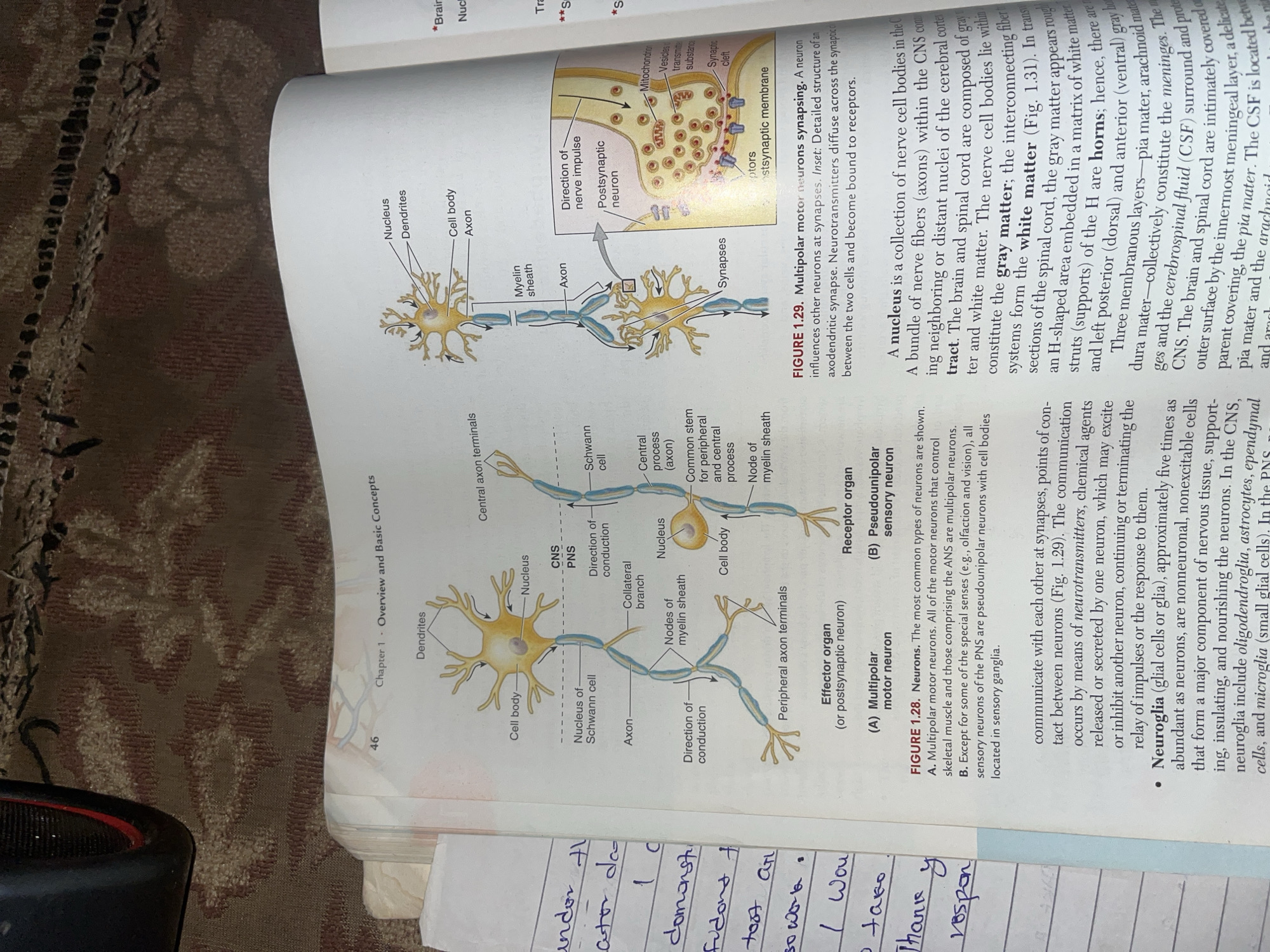 The image is a photograph of an open textbook with diagrams and text explaining neurons and their functions. The book is placed on a textured surface that appears to be a rug. The top left corner shows a portion of a black electronic device, possibly a speaker or monitor. The text and diagrams are clear and legible.
The book features two main diagrams. The left diagram illustrates a multipolar motor neuron, showing its cell body, dendrites, axon, myelin sheath, and peripheral axon terminals. It also depicts a collateral branch and nodes of Ranvier. Below this diagram are labels for "Effector organ (or postsynaptic neuron)" and the classification of neurons as "(A) Multipolar motor neuron" and "(B) Pseudounipolar sensory neuron."
The right side of the page shows a diagram of synapses, with an inset providing a detailed view of an axodendritic synapse. This inset labels the presynaptic and postsynaptic membranes, synaptic cleft, neurotransmitters in vesicles, mitochondria, and receptors. Text below the main diagrams describes multipolar motor neurons and the function of synapses.
The lower portion of the image contains text describing different types of neurons, including multipolar motor neurons and pseudounipolar sensory neurons. It also begins to discuss neuroglia, or glial cells, and their role in the nervous system.
There is handwritten text on the left side of the image, appearing on a separate sheet of paper. This text includes words like "undor," "ator," "domonsti," "fidor," "toot an," "so wo," and "thank y." The handwriting is in blue ink.
The image does not contain any information about the city of Jalingo, Nigeria.