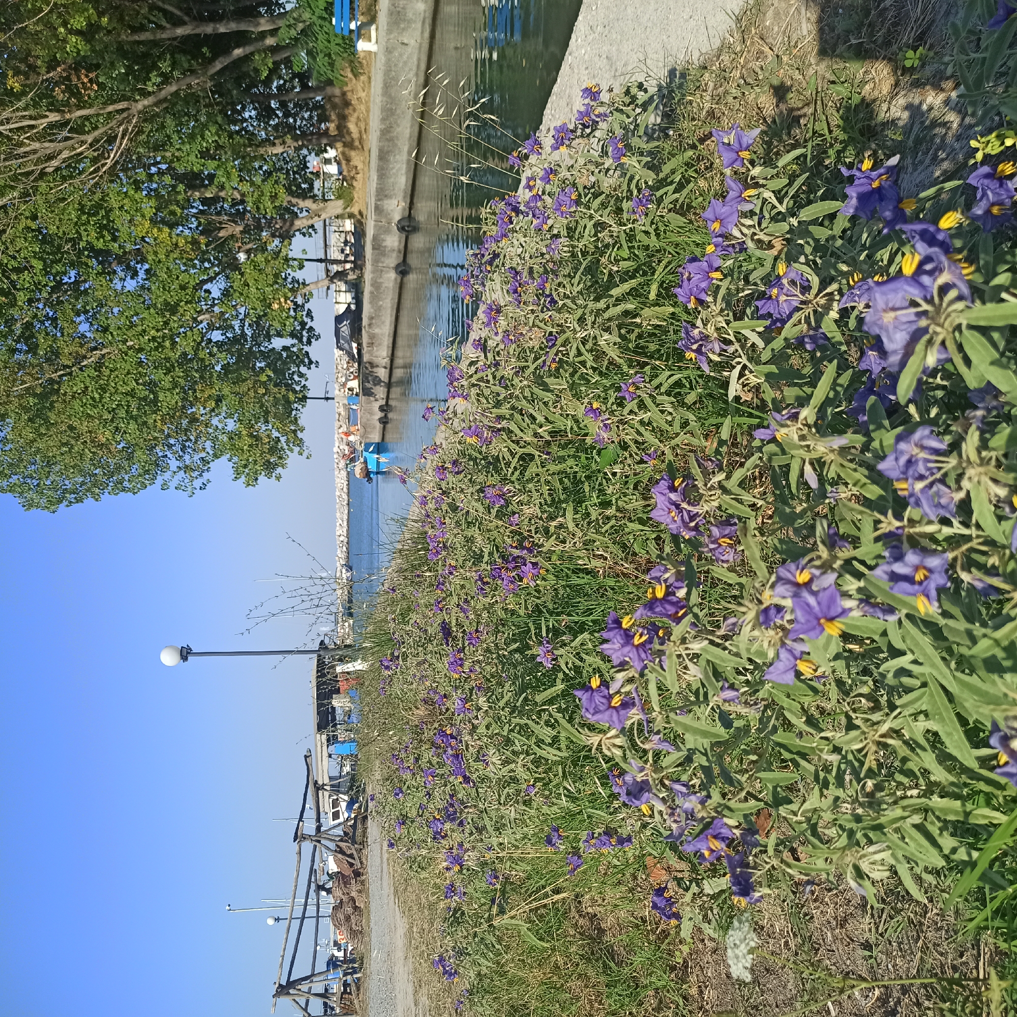 The image depicts a canal in Limani Litochorou, Greece, on a clear, sunny day. In the foreground, a dense patch of low-lying plants with small purple flowers and yellow centers is in bloom, bordering a concrete embankment. The canal itself is calm with reflections of the sky and surrounding greenery on its surface.
Along the canal's edge, a concrete walkway is visible, with several boats docked on the opposite side. Further in the background, a stone breakwater can be seen extending into the sea, with more boats moored in the harbor. Trees line the bank on the far side of the canal, providing shade. There are also a few streetlights visible along the path near the boats, and a wooden structure that appears to be part of a dock or storage area. No people are clearly visible in the image.