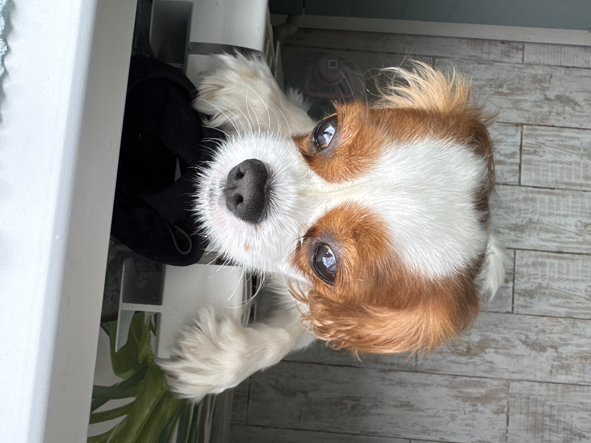 An upside-down, close-up, eye-level shot shows a small dog looking up at the camera. The dog has white fur around its muzzle and brown fur on its ears and above its eyes. Its eyes are wide and dark, and its nose is black and shiny. The dog's paws are visible, extended upwards. Behind the dog, a black object is partially visible, and the background consists of a light-colored surface with wood grain texture. The scene appears to be indoors, possibly in a home.