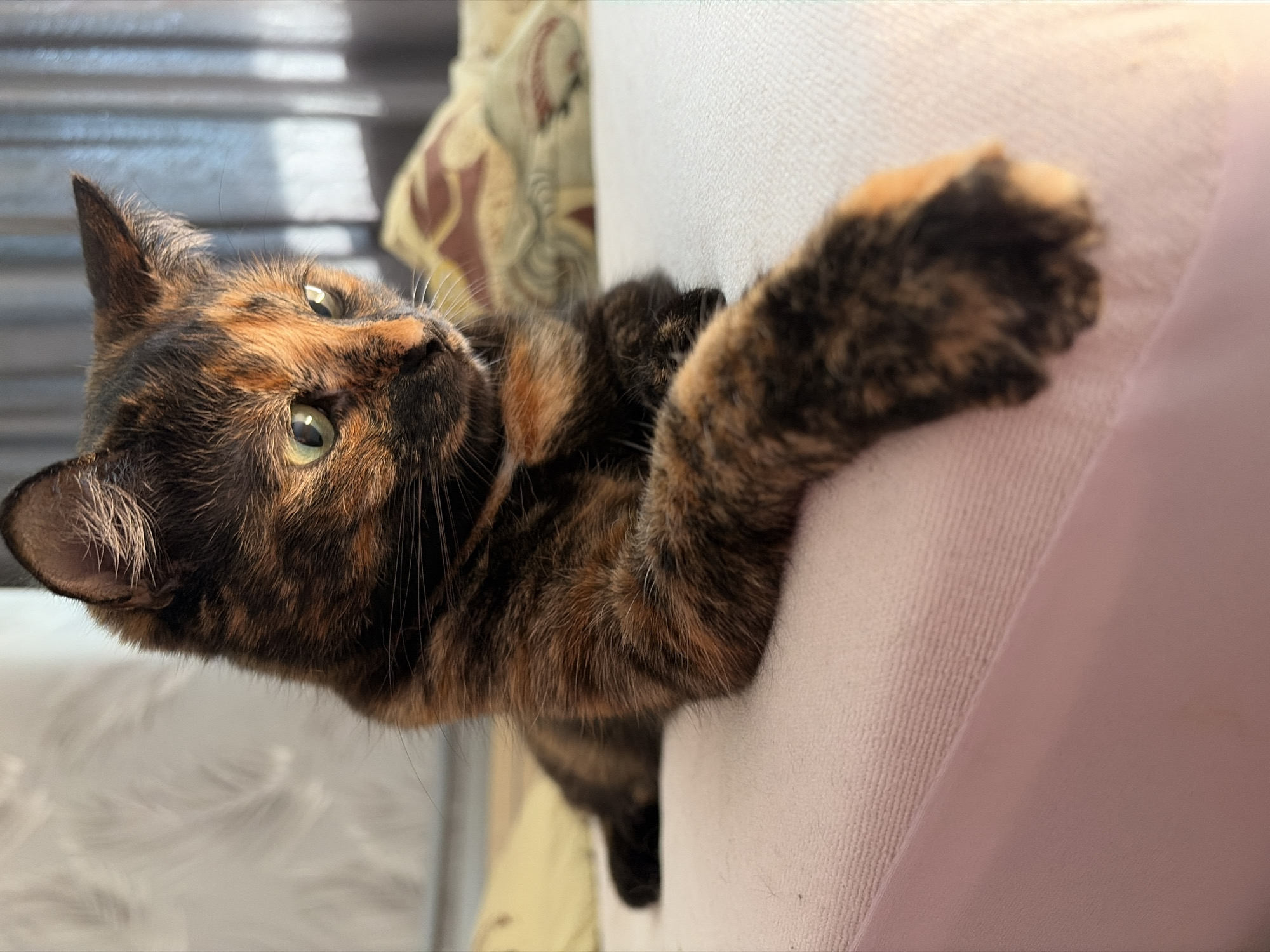 A tortoiseshell cat is perched on a light pink or beige upholstered surface, possibly a sofa or chair. The cat's front paws are extended, gripping the surface. The cat is looking up and to the left, its green eyes visible. The cat's fur is a mix of black, brown, and orange. In the background, there are hints of a window with blinds or curtains and a decorative pillow or cushion. The image was taken in the city of Chaikovsky, Russia.