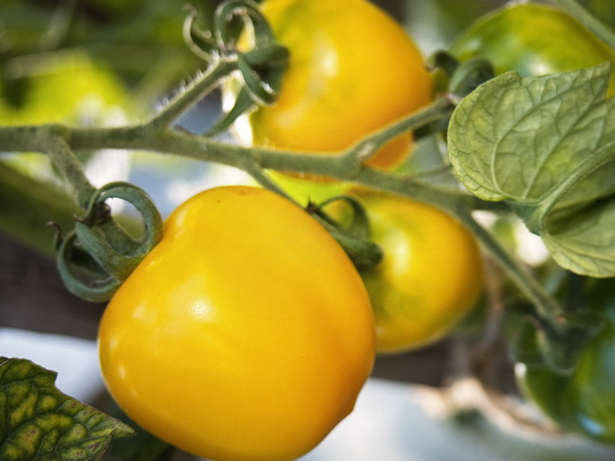 A close-up, slightly blurred, vertical, outdoor shot shows several yellow tomatoes on a vine. A large, ripe yellow tomato is in the foreground, slightly left of center, with a stem and green leaves visible. Behind it, a smaller yellow tomato is visible, and further back, some green tomatoes. The background is a mix of green foliage and a light, out-of-focus background, likely natural light filtering through leaves. There are no people or animals in the image. The scene depicts a garden or agricultural setting. The location is not identifiable.