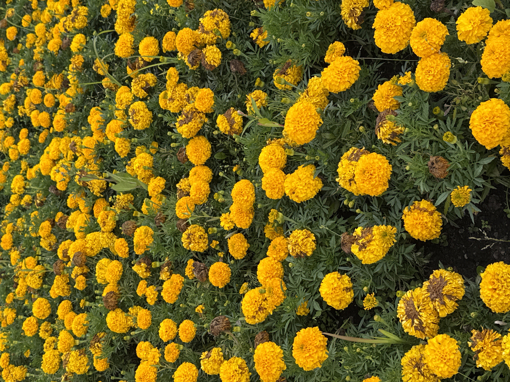 The image is a high-angle, full-frame photograph of a dense bed of marigolds in Zelenograd, Russia. The flowers are predominantly bright yellow and orange, with some showing signs of wilting or browning. They are tightly packed together, with their layered petals filling the frame. The green foliage of the marigold plants forms a textured background. The ground beneath the flowers is visible in patches and appears to be dark soil. There are no people or animals present in the image. The lighting suggests it is daytime, possibly overcast, as there are no strong shadows.