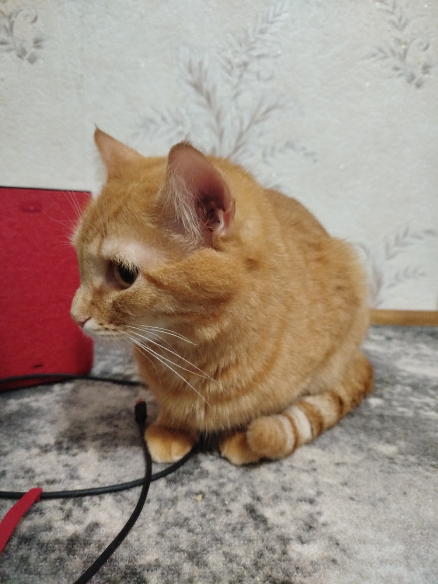 An orange tabby cat is sitting on a gray and white patterned surface. A red rectangular object is visible to the left of the cat, and a black cable runs near the cat's front paws. The cat is in a curled position, with its tail slightly visible with stripes. The background includes a white wall with a faint, stylized branch pattern. The location is an indoor setting.