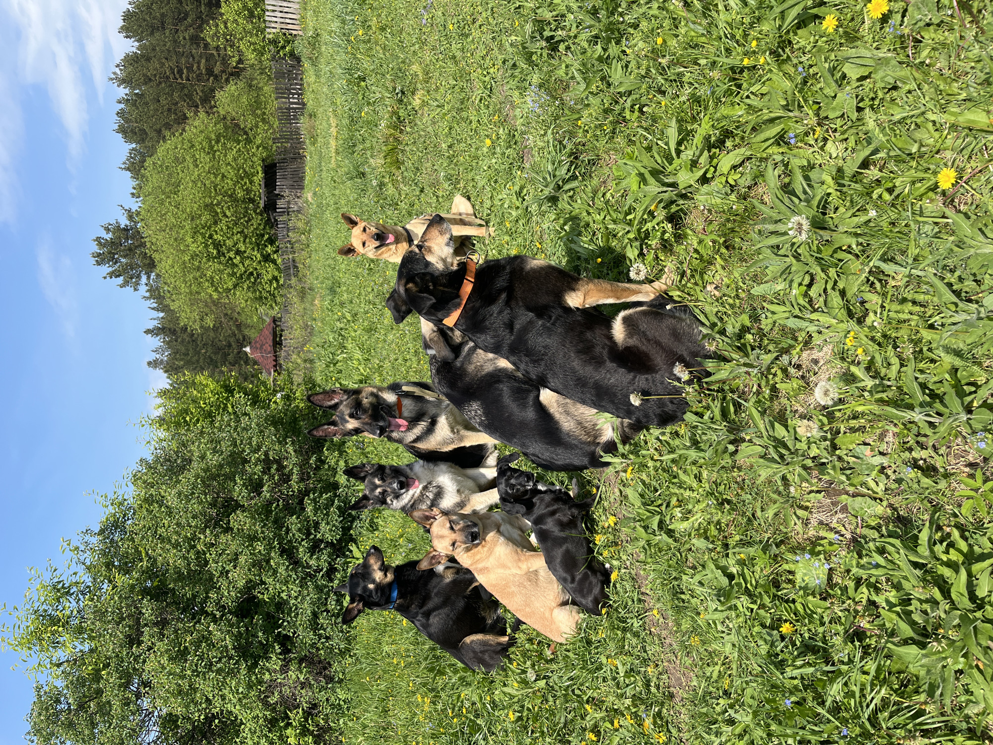 A group of dogs is congregated in a grassy field, bathed in sunlight. There are at least seven dogs of varying sizes and breeds, including German Shepherds and mixed breeds. Several of them are huddled together, possibly interacting or resting. The setting appears to be outdoors, with a mixture of grass, weeds, and dandelions. In the background, there's a dense cluster of trees and a glimpse of a wooden fence. The sky is blue, partially obscured by the trees. There is no indication of this being Nizhny Tagil, Russia.