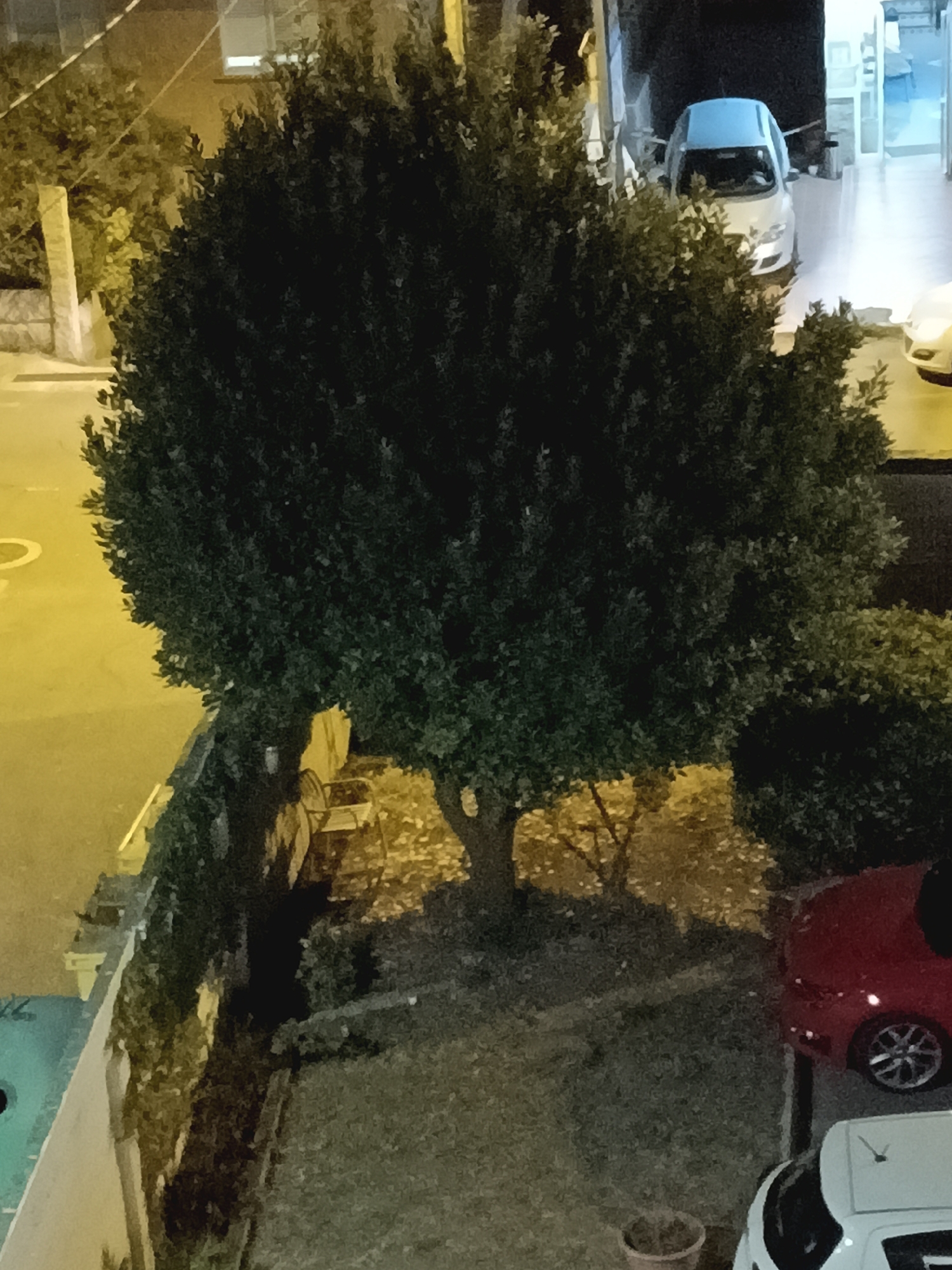 The image depicts a dimly lit outdoor scene, likely in the city of A Lanzada, Spain, at night. A large, dense, dark green tree dominates the foreground, its branches creating deep shadows. To the left, a light-colored wall or fence runs along a walkway, with a yellow street in the background. Further back, a light blue car is parked on a paved surface, and a small portion of a white car is visible in the bottom right corner. A red car is parked to the right of the large tree. Scattered leaves are visible on the ground beneath the tree, and a pot with a small plant sits near the white car. The overall impression is one of a residential or public outdoor area at night, with vehicles and vegetation.