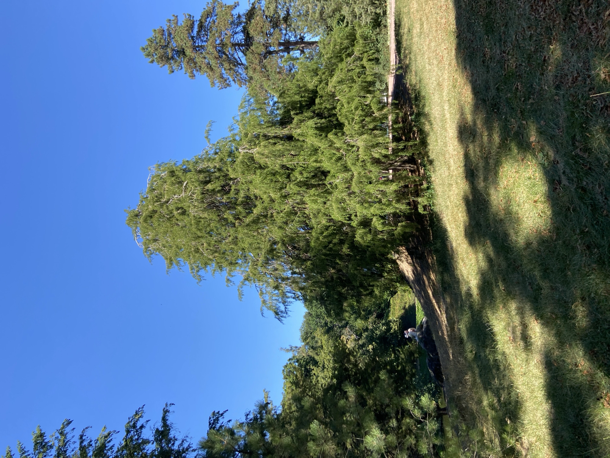 In a park, two people sit on rocks on a grassy slope, looking out at a body of water. A large weeping willow tree dominates the foreground, its long, drooping branches creating a dramatic cascade of green. In the background, a variety of other trees, including a tall pine, create a lush, natural landscape. The sky is a clear, vibrant blue, suggesting a sunny day. The scene is peaceful and serene, with the natural beauty of the park taking center stage.