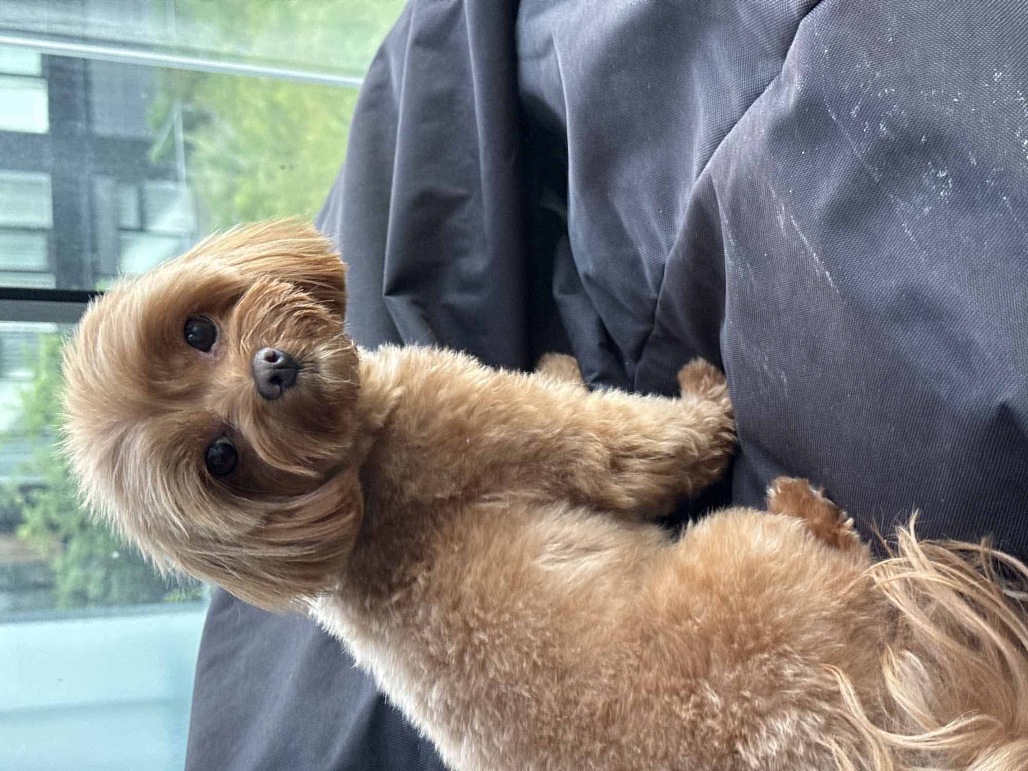 A medium-shot, eye-level, outdoor photograph captures a small, light brown dog with fluffy fur sitting on a dark gray beanbag. The dog is facing the camera, with its body angled to the left. Its head is slightly tilted, and its dark eyes are looking directly at the viewer. The dog has a light brown mane of fur around its face. The background consists of a large window with a view of green trees and buildings. The beanbag appears to be made of a durable fabric and is slightly wrinkled. The lighting is natural, coming from the window. The scene is likely within a residential setting in Prague, Czechia, given the architectural style visible through the window.