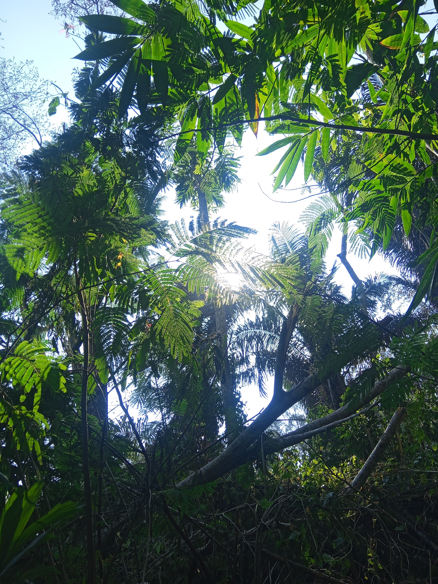This image depicts a dense canopy of tropical foliage viewed from below, looking upwards towards the sky. Sunbeams pierce through the leaves, creating a dappled light effect. The vegetation appears lush and green, with various types of leaves visible, including broad, fan-like leaves and feathery, fern-like fronds. Several branches and tree trunks are interspersed within the foliage, some appearing thicker and older, others thinner and more delicate. The overall impression is of a natural, untamed environment. This scene is likely located in a natural area or park within the city of Makale, Indonesia, given the tropical vegetation. There are no people, animals, or man-made structures immediately apparent in the photograph.