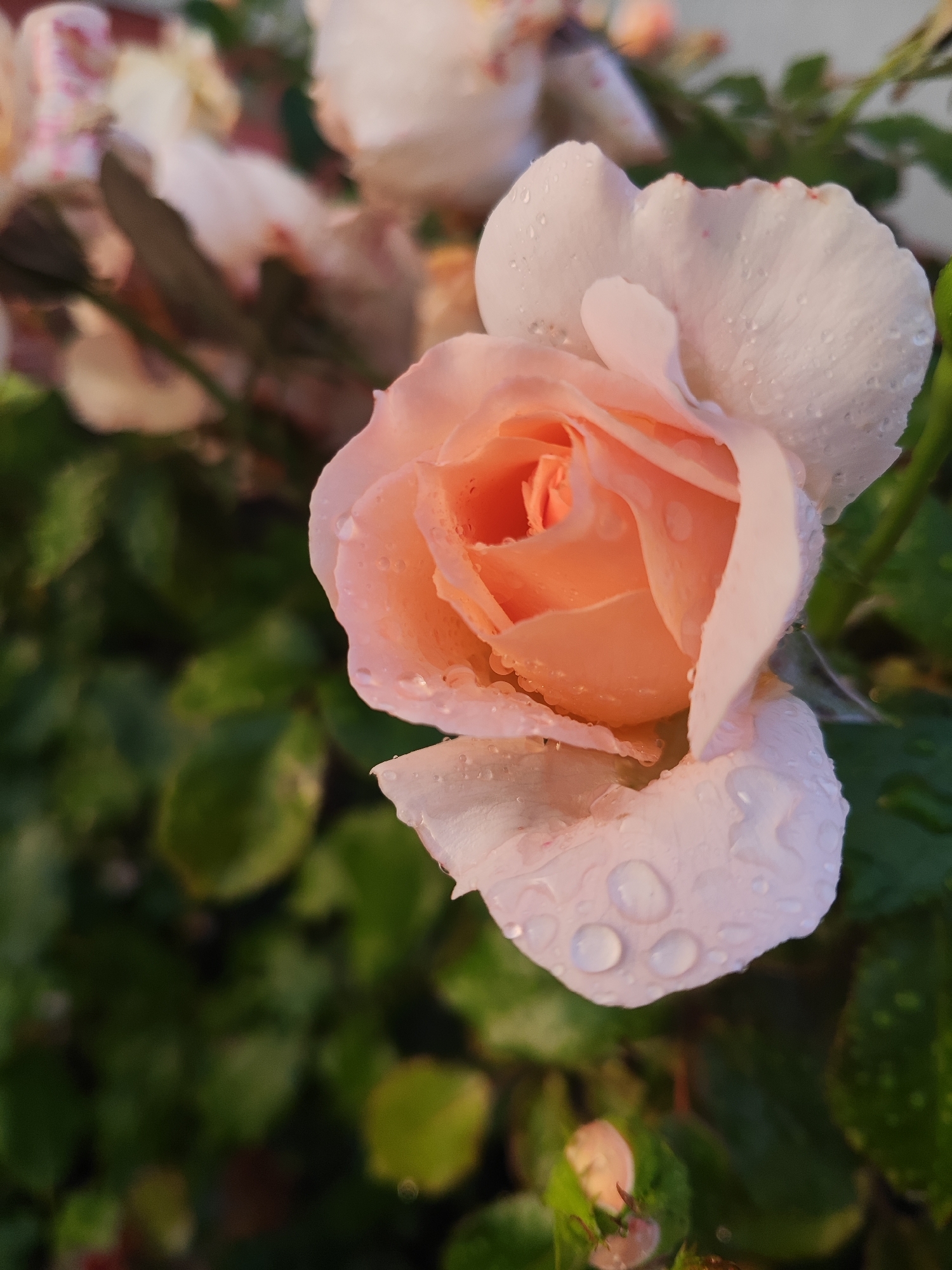 A close-up photograph captures a delicate, light pink rose with water droplets clinging to its petals. The rose is the primary subject, its petals unfurling in a soft gradient from a deeper peach hue at its center to a pale pink at its outer edges. The droplets of water add a glistening, fresh quality to the bloom. In the background, out-of-focus green foliage creates a natural, garden-like setting. The lighting suggests it may be early morning or late afternoon, casting a gentle glow on the scene. There are no people or man-made objects visible. The image is a still life composition of a single flower.