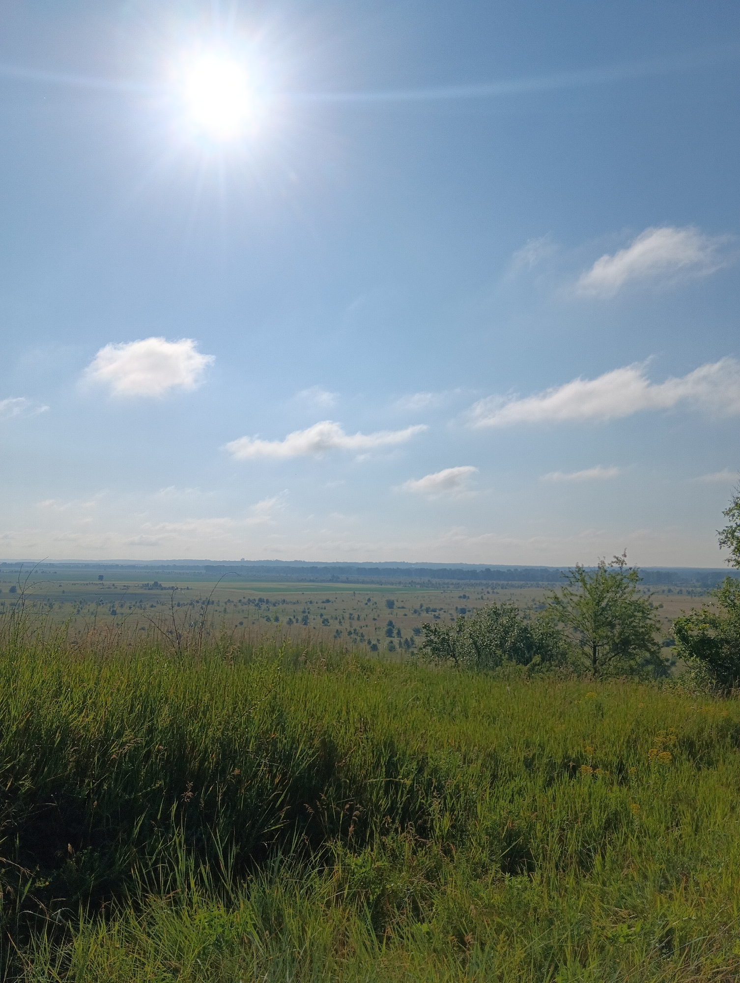 The image depicts a vast, open landscape under a bright, sunny sky. The foreground is dominated by tall, green grass. In the mid-ground, a rolling field stretches out, dotted with scattered trees and patches of green and tan vegetation. Beyond this, the horizon is marked by a distant tree line and hazy hills. The sky is a clear blue with a few scattered white clouds, and the sun is prominently positioned in the upper left quadrant, casting a bright light and lens flare. There are no people or man-made structures visible in the scene. The overall impression is one of a natural, rural environment on a clear day.