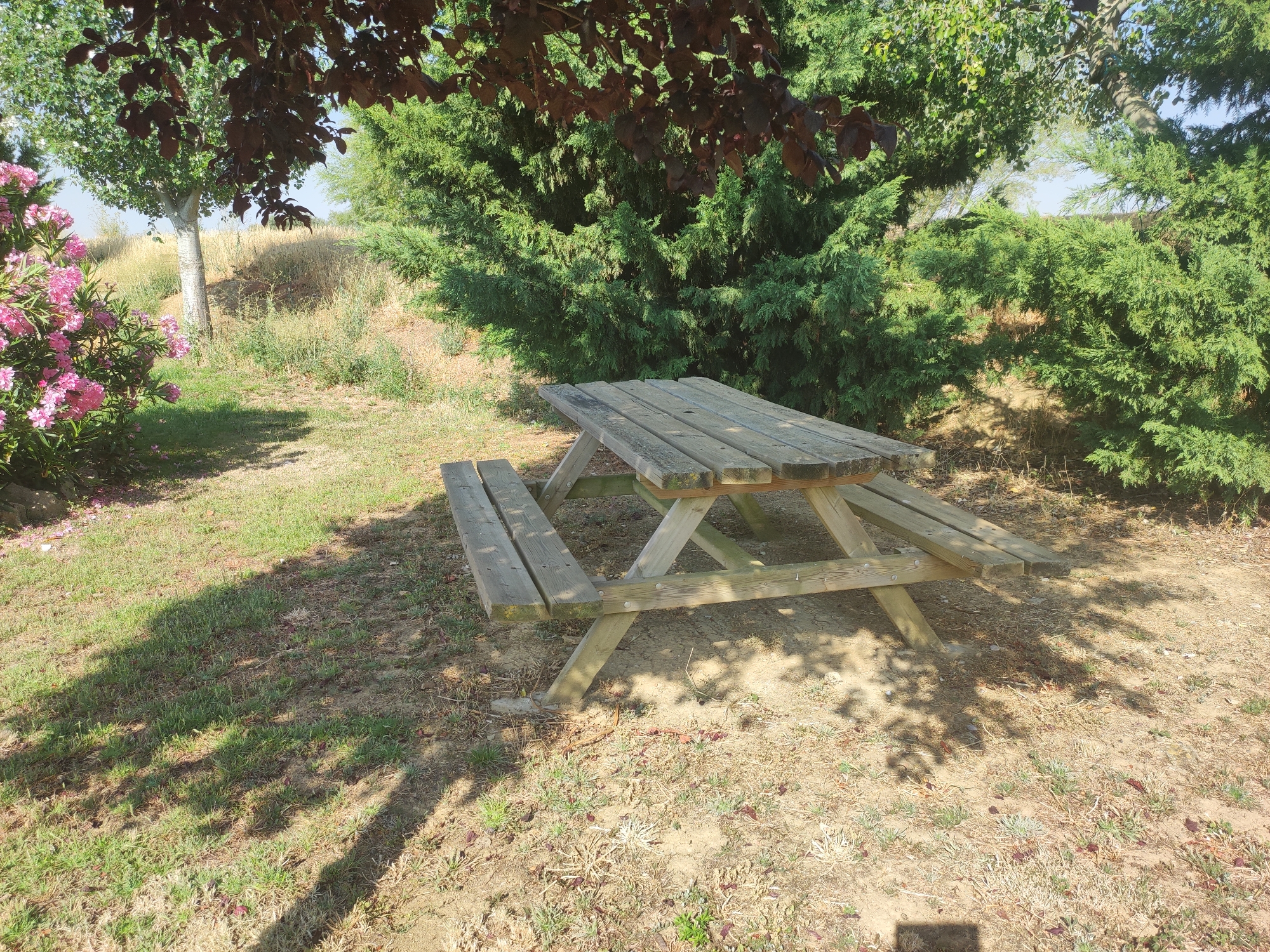 A weathered wooden picnic table with attached benches sits on dry, patchy grass and dirt. The table is oriented diagonally in the frame, with its left side closer to the viewer. Lush green trees, including a large conifer and a tree with dark reddish-brown leaves, form a backdrop. To the left, a bush with clusters of bright pink flowers is visible. The ground is dappled with shadows from overhead foliage. The scene appears to be outdoors in a natural setting, possibly a park or rural area, with a bright, clear sky suggested by the lighting conditions. The location of Autillo De Campos, Spain is not visually discernible from the image itself.