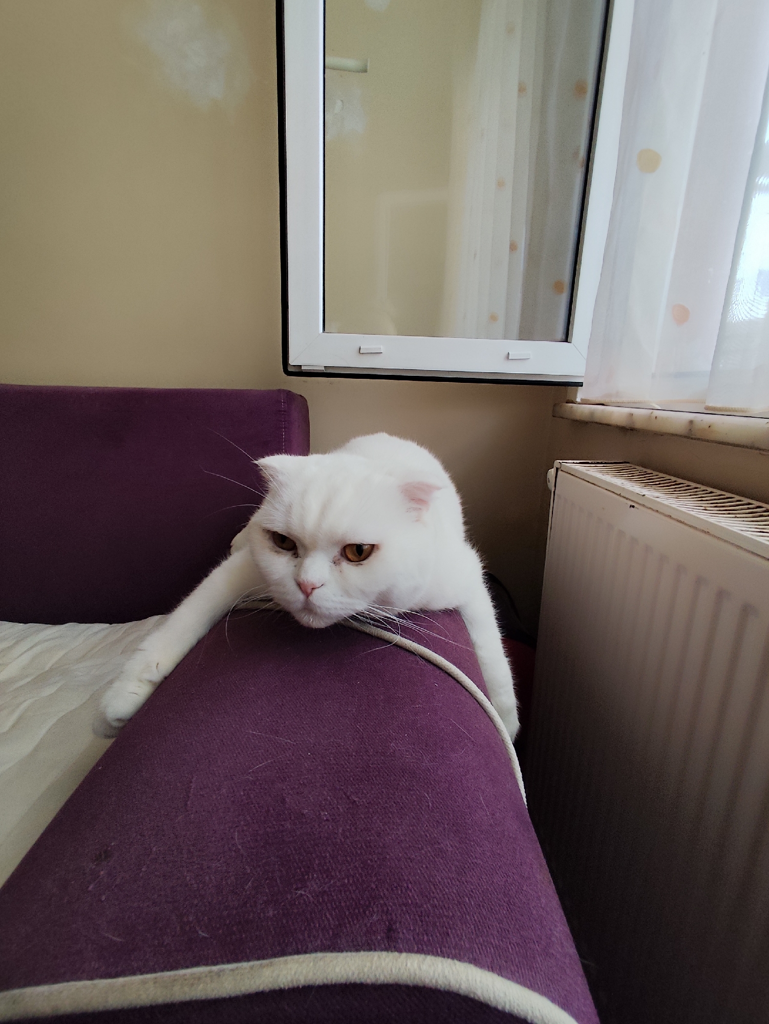 A white cat with striking amber eyes is the central subject, lounging on a deep purple upholstered sofa in a domestic setting in Sarıyer, Turkey. The cat, appearing to be a Scottish Fold, is stretched out with its head resting on the sofa's armrest, and its front paws extending over the side. Its expression conveys a pensive or slightly grumpy demeanor.
The sofa is covered in a deep purple fabric, showing some wear and scattered white cat fur. A lighter-colored piping runs along its visible edge. To the left of the cat, a cream-colored cushion or blanket is partially visible on the sofa.
In the background, a plain light beige wall occupies the upper left section of the image. A white-framed window is positioned to the right, reflecting part of the room's interior. Sheer white curtains, adorned with subtle orange or yellow polka dots, hang next to the window. Below the window and to the right, a white, ribbed radiator is partially visible. The scene captures a quiet, indoor moment, illuminated by natural light entering through the window. No visible text is present in the image.