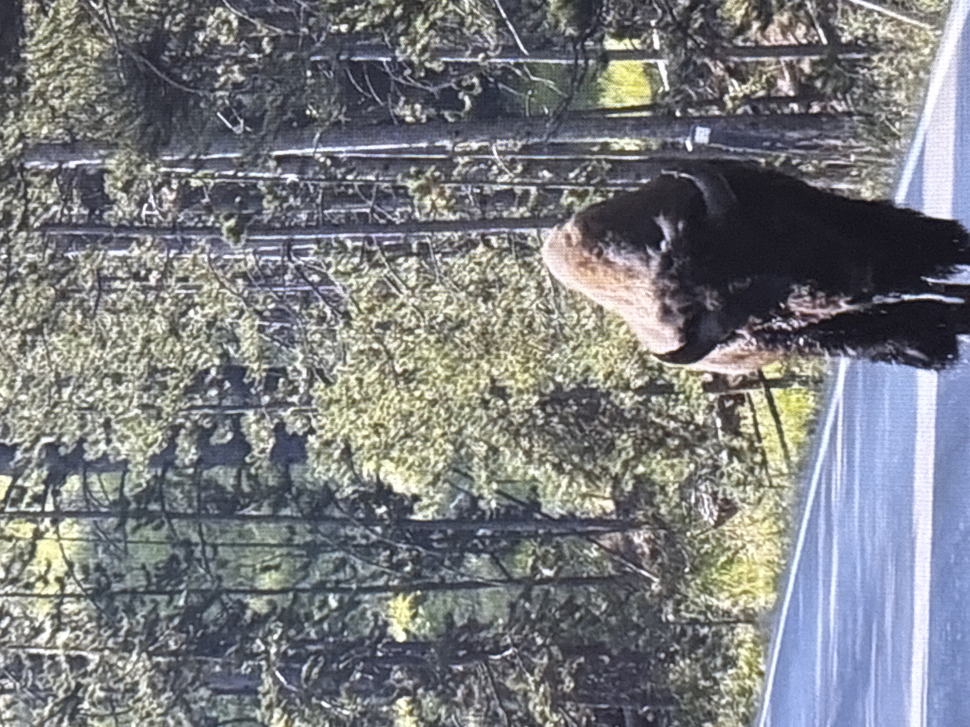 The image shows a bison walking on a paved road in a forest. The bison is dark brown and appears to be a mature adult. The road has a white line marking the edge. The forest consists of tall pine trees with dense foliage. The background is filled with trees and some patches of sunlight. There is no indication of the city of Zvenigorod, Russia in this image.