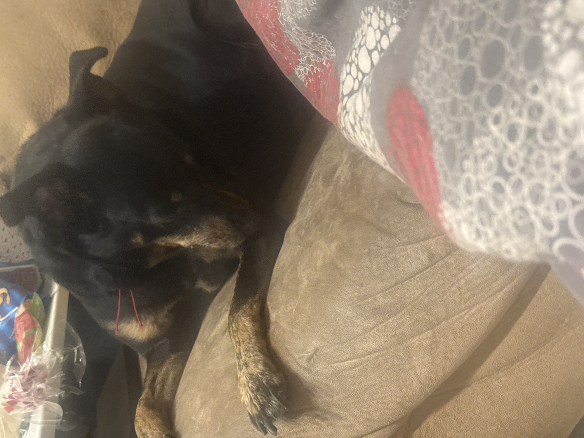 A dark Rottweiler dog rests on a light brown suede-like cushion next to a white and red patterned blanket or sheet. The dog is mostly black with tan or brown fur visible around its face and paws. Two red strands or threads are visible near the dog's chest. The setting is indoors, likely a home environment, as the dog is resting on what appears to be a couch or cushion. There is no clear indication that the image was taken in Sofia, Bulgaria.