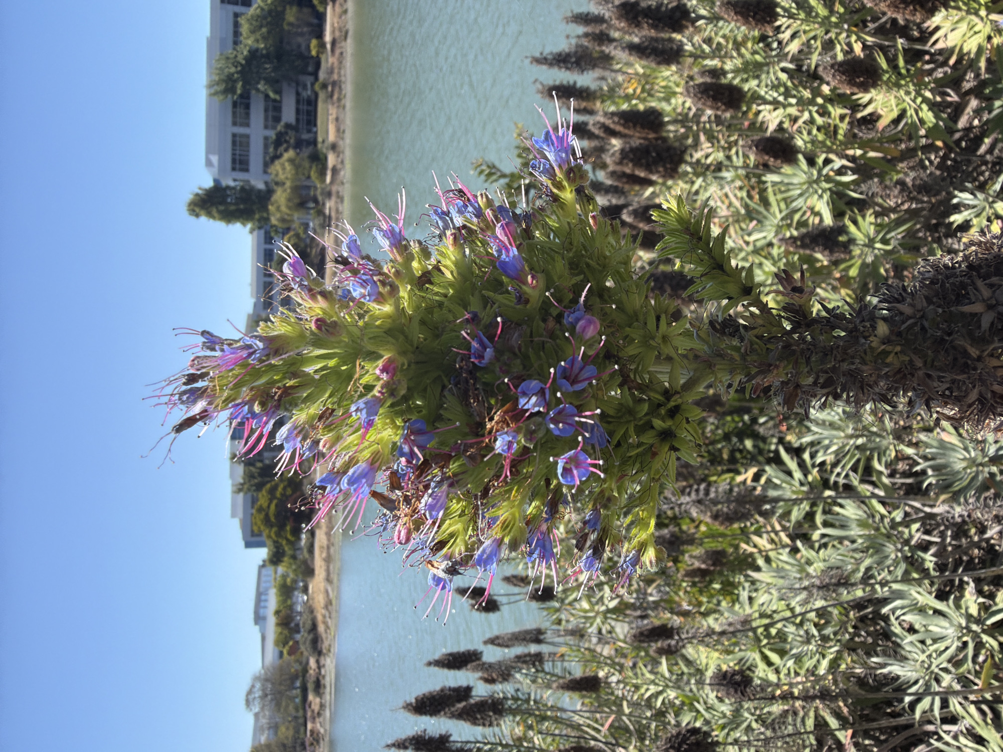 This media file depicts a close-up view of a flowering plant with numerous small, blue and purple blossoms, some with vibrant pink stamens. The plant has dense green foliage and appears to be growing outdoors. In the background, a body of water, possibly a lake or bay, is visible, reflecting the clear blue sky. Behind the water, a modern-looking building with multiple windows and trees can be seen. The lighting suggests it is daytime, likely sunny. The overall scene suggests an outdoor environment, possibly a park or garden area near a waterfront and urban development. No people are visible, and no text is present in the image. The image's orientation is such that the subjects are viewed sideways.
