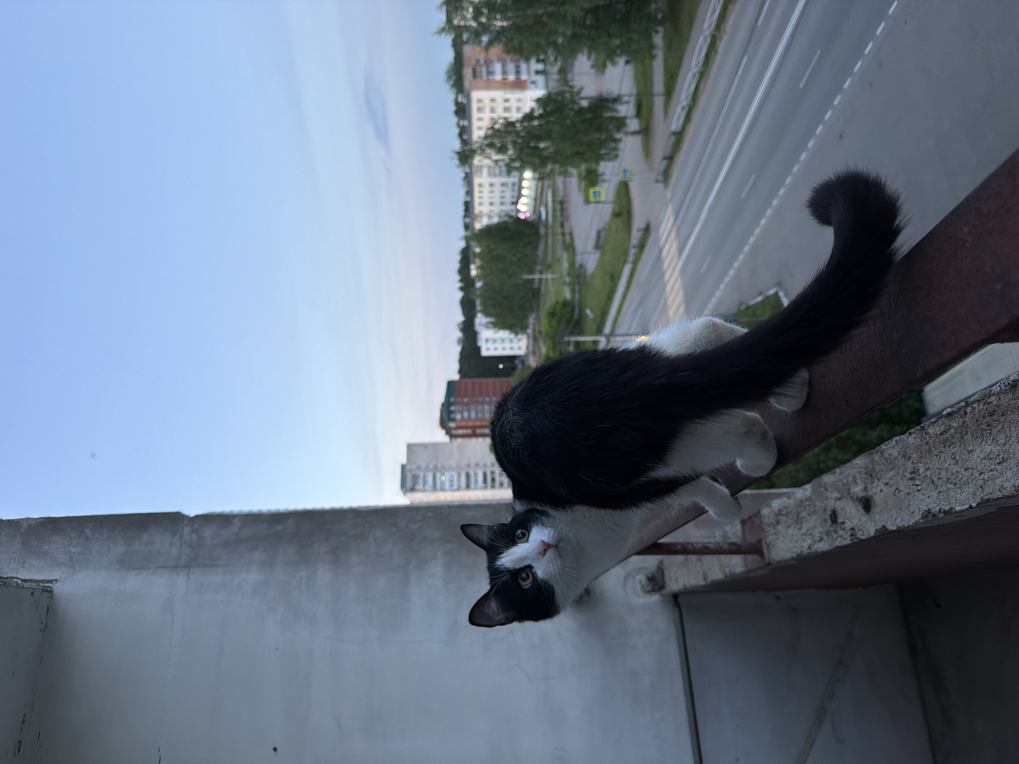 The image captures a black and white cat perched on a concrete balcony railing or ledge, looking directly at the viewer with an alert and curious expression. The cat has a white face with black markings around its eyes and ears, a black body, and a fluffy black tail curled upwards. Its white paws are visible gripping the edge of the railing.
The background reveals a cityscape from a high vantage point, likely an upper floor of an apartment building. Below the balcony, a multi-lane road with white dashed lines and a crosswalk is visible, indicating an urban or suburban setting. Several buildings of varying heights and architectural styles line the road, interspersed with green trees. Some distant buildings show illuminated windows or lights, suggesting the time of day is late afternoon or early evening. The sky above is a clear, light blue, transitioning to a slightly darker hue towards the horizon. A yellow diamond-shaped street sign with a dark border and symbol is faintly visible near the road. The immediate foreground shows the rough texture of the concrete balcony wall. The overall scene depicts a typical residential area in Chaikovsky, Russia. There is no visible text in the image.