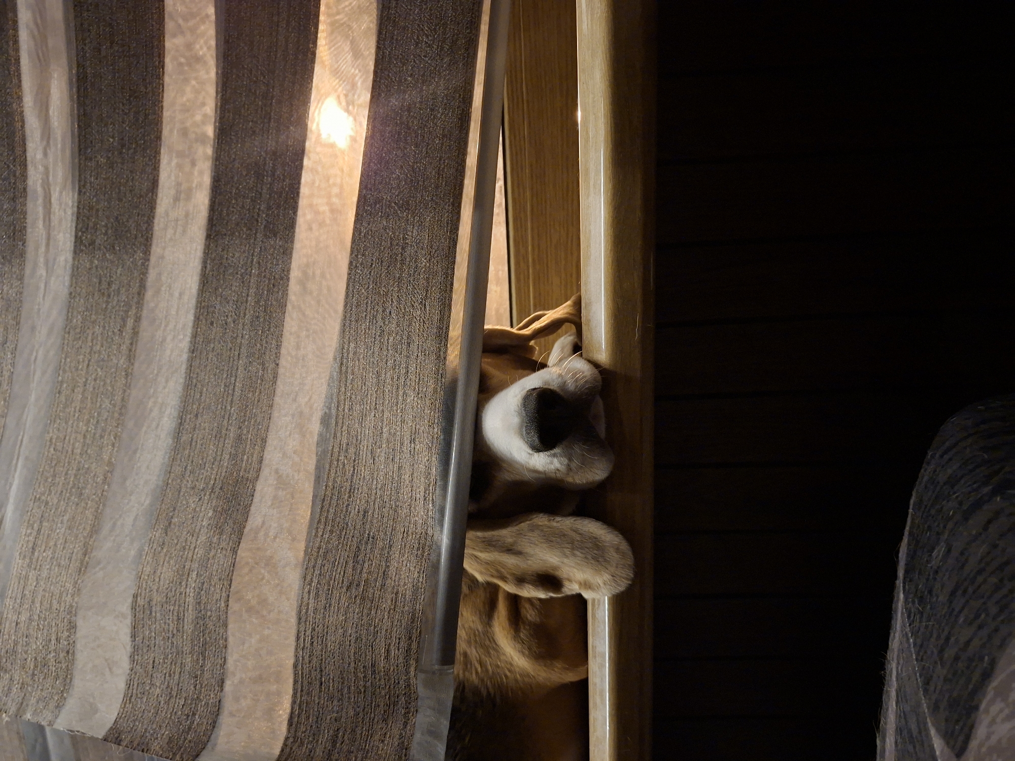 An outdoor shot captures a dog peeking out from behind a set of horizontal blinds. The blinds are made of alternating bands of opaque brown and sheer white fabric. The dog, a beagle, has its head and front paws visible. Its face is pointed towards the viewer, with large brown ears framing its snout. The dog is lying on a wooden surface, possibly a windowsill or ledge, in what appears to be a residential setting. The background is dark and out of focus, but suggests an indoor environment. The image is lit by natural light filtering through the blinds, creating a warm glow. No location in Odintsovo, Russia is discernible from the image.