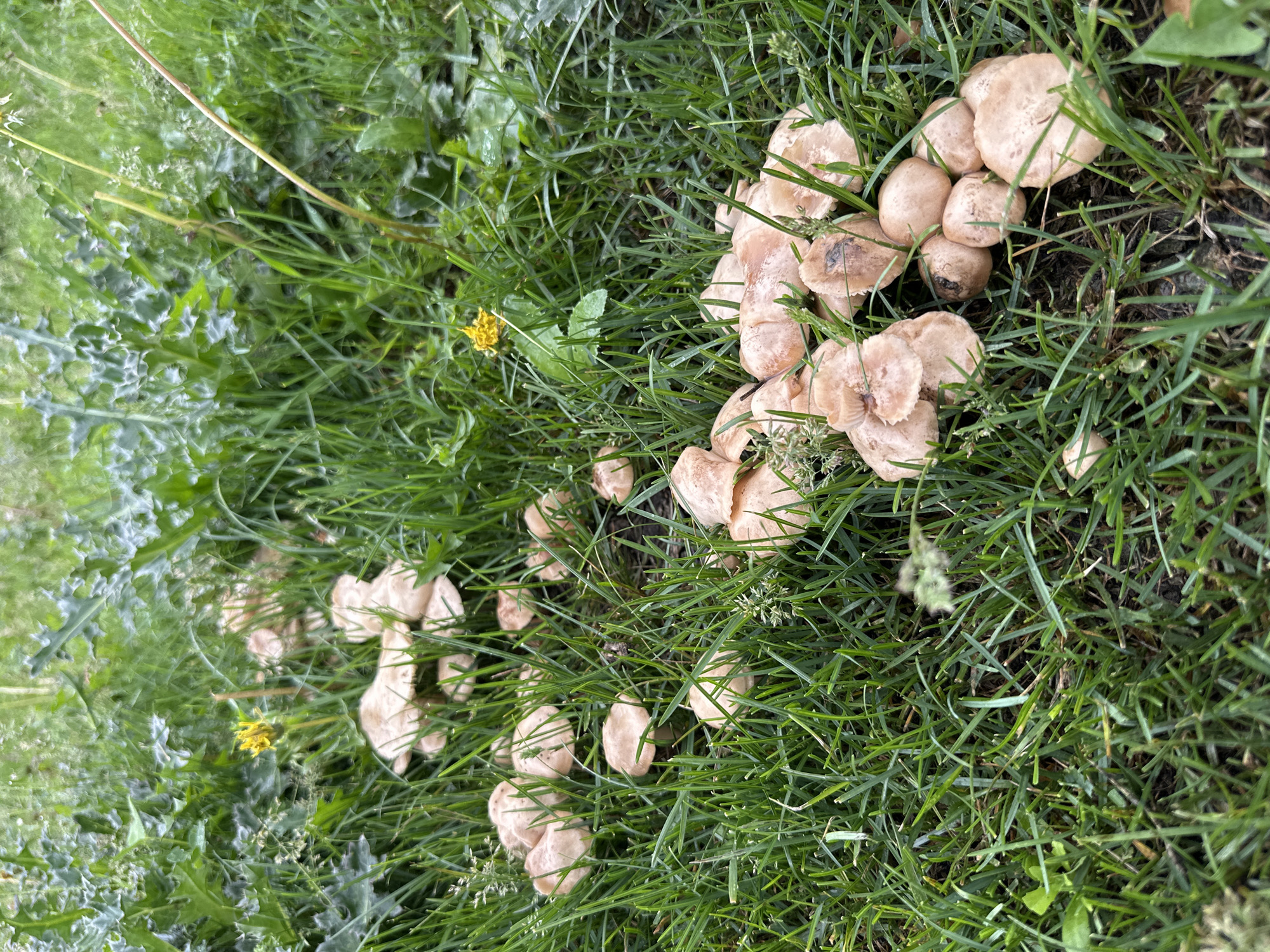 A cluster of light brown mushrooms are growing in a patch of green grass, with some yellow wildflowers visible in the background. The scene is located in Abzakovo, Russia.