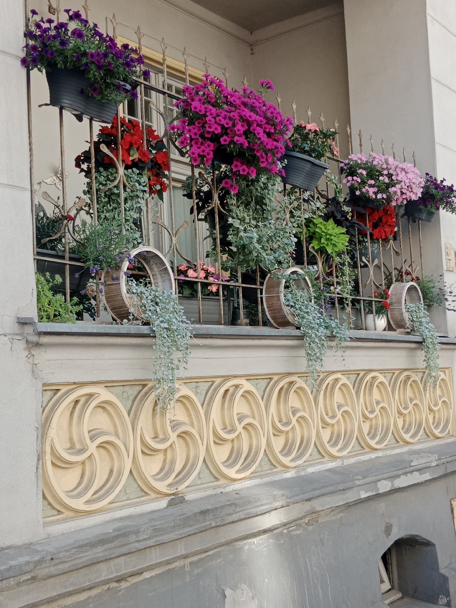 The image shows a close-up, eye-level view of a balcony facade decorated with numerous potted plants. The balcony railing is ornate, made of wrought iron with decorative elements. Various flowers in shades of purple, pink, and red are blooming in planters attached to the railing. Some planters are simple black pots, while others are more elaborate, resembling wooden barrels or baskets. Cascading plants with small, silvery-green leaves hang down from some of the planters, adding a softer texture to the display. Below the railing, the facade features a decorative band of repeating circular, swirling motifs in a pale yellow and green color scheme. The wall of the building to the left is a neutral gray, showing some signs of age and wear, with cracks and discoloration. A portion of a window is visible behind the railing. The overall impression is of a well-maintained and aesthetically pleasing balcony. Based on visual analysis, this scene is likely located in Bydgoszcz, Poland, given the architectural style and common decorative elements found in the city.