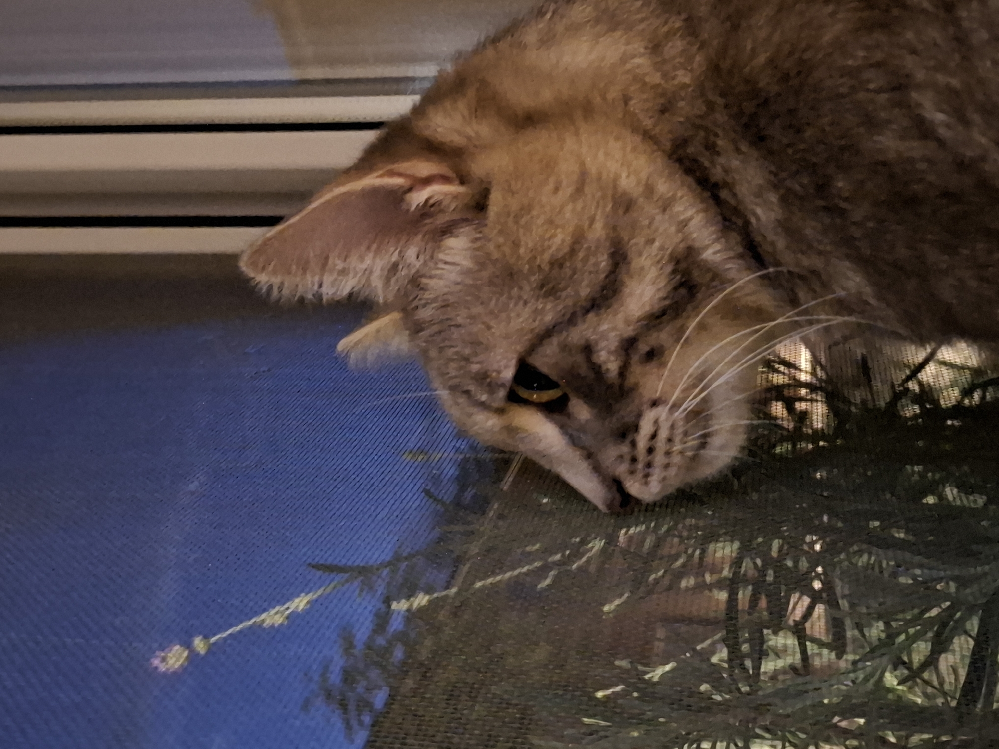 A close-up, eye-level shot shows a tabby cat looking out through a screen window at dusk. The cat's head and upper body are in focus, with its golden-brown fur and alert amber eyes visible. The background is a deep blue sky with a faint glow from artificial lights, suggesting an urban setting. A single tall plant with a small purple flower is silhouetted against the sky, seen through the mesh of the window screen. The screen itself creates a textured overlay on the image, obscuring some of the details of the outdoor scene. The overall impression is one of quiet observation. The location is not specified in the image.