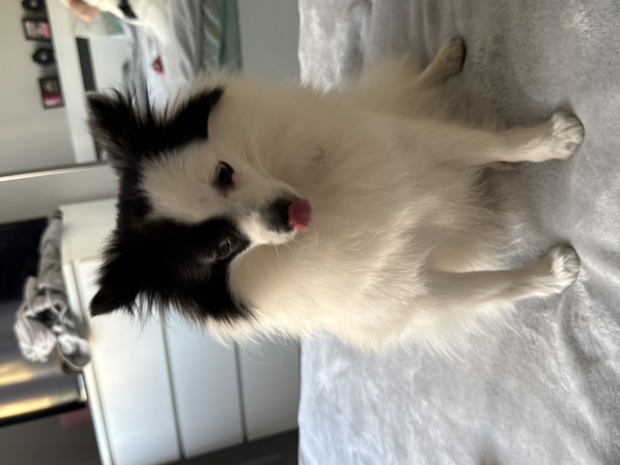A black and white dog lies on a grey blanket. The dog has its tongue sticking out. The background is blurry, but appears to be a domestic interior with furniture. There is no indication of this being in Stara Zagora, Bulgaria.