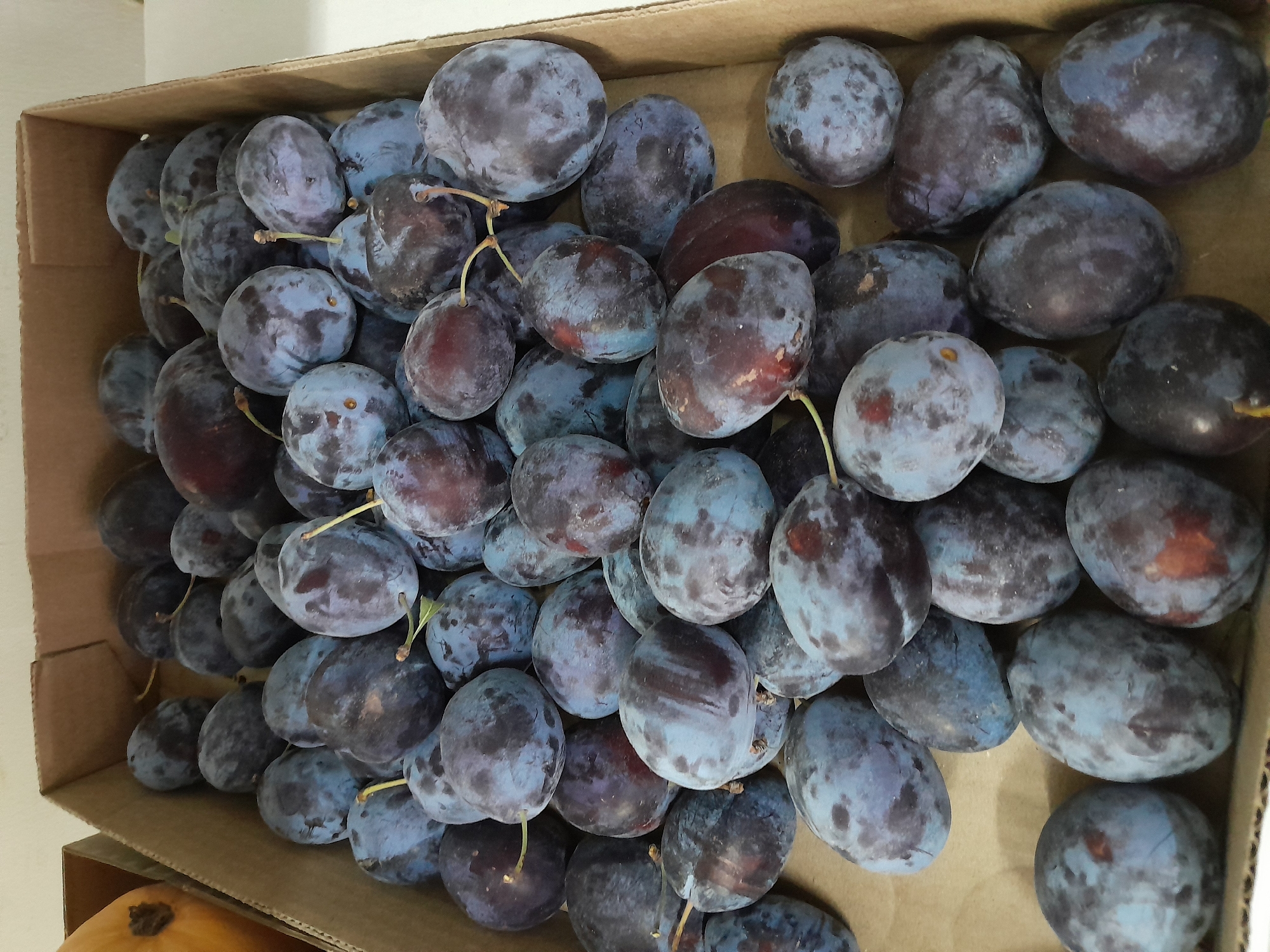 A high-angle, close-up shot shows a cardboard box filled with ripe plums. The plums are a deep purple-blue color with a powdery bloom on their surface, and some have small red blemishes. They are tightly packed together, obscuring much of the brown cardboard box. The lighting is bright and even, creating soft shadows. The background is out of focus, but appears to be a light-colored surface. There is another partially visible object, possibly a pumpkin, in a separate box to the left of the frame.