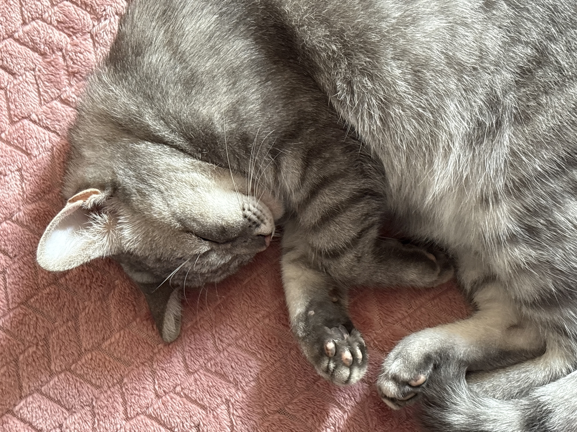 The image shows a close-up of a domestic cat sleeping on a pink, textured blanket. The cat is gray with tabby markings. Its eyes are closed, and its paws are tucked underneath its body. The blanket has a quilted diamond pattern. There is a shadow cast on the blanket from the left side of the image, indicating a light source from that direction. The scene appears to be indoors, in a domestic setting. The image does not provide any information or visual cues that can be used to determine its location in Volgograd, Russia.
