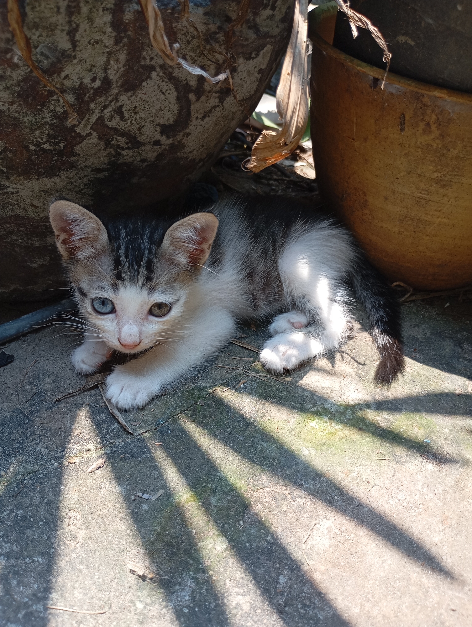 A young kitten with heterochromia, one blue eye and one brown eye, is nestled on a concrete surface in Balikpapan, Indonesia. The kitten has a tabby and white coat pattern. It is positioned between two large, textured objects, possibly planters or decorative stones, with dried plant material visible. Sunlight casts distinct linear shadows across the concrete, indicating an outdoor setting during daylight. The ground is rough and appears to be dusty, with small twigs and debris scattered about. The overall scene suggests a quiet, shaded spot in a yard or garden.