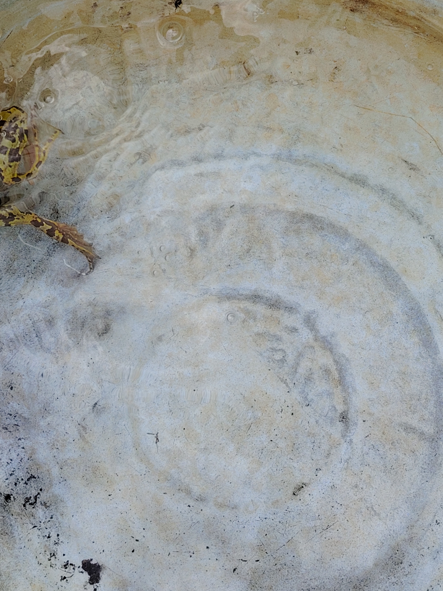 The image shows a close-up view of a shallow pool of water, possibly in a concrete basin or on a paved surface, with a leaf or plant fragment partially submerged on the left side. Ripples are visible on the water's surface, indicating some disturbance, possibly from a recent drop or gentle flow. The underlying surface appears to be textured concrete or stone, with variations in color ranging from light beige to grey, and darker patches that might be dirt or algae. There are small circular bubbles on the water's surface. The lighting suggests an outdoor environment. The location of Soivolovskaya, Russia, is not visually evident from the image itself.