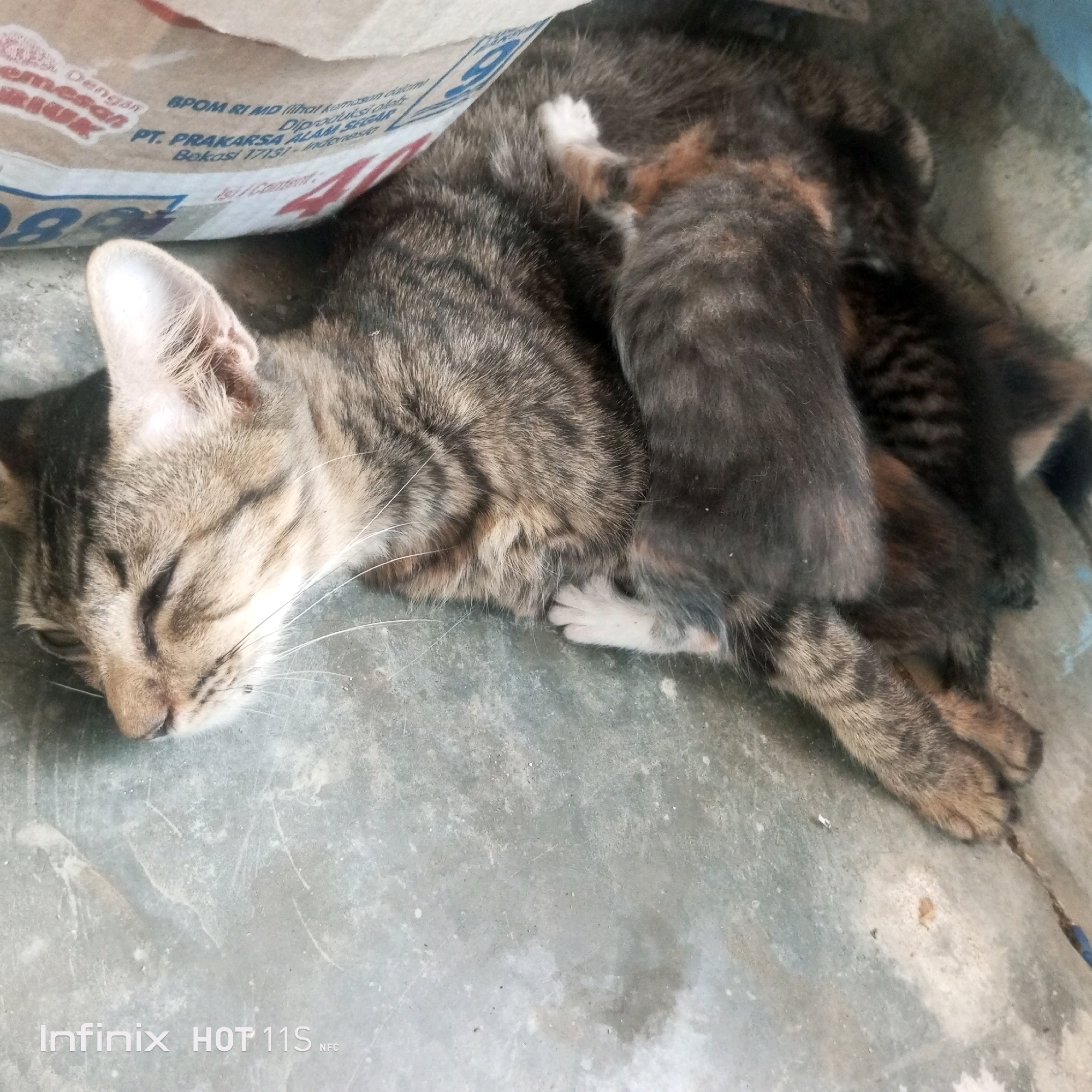 A tabby cat sleeps curled up on a concrete surface next to a portion of a brown and white paper bag with Indonesian text. The cat has its eyes closed and its head rests on its paws. There appear to be three kittens nestled close to the mother cat, one with its paw reaching out slightly. The concrete surface is worn and shows some scuff marks. The paper bag has text that includes "BPOM RI MD" and "PT. PRAKARSA ALAM SEGAR Bekasi 17131 - Indonesia". The lower right corner of the image displays the text "Infinix HOT 11S NFC". The overall scene suggests a domestic setting where the cats are resting in a sheltered spot.