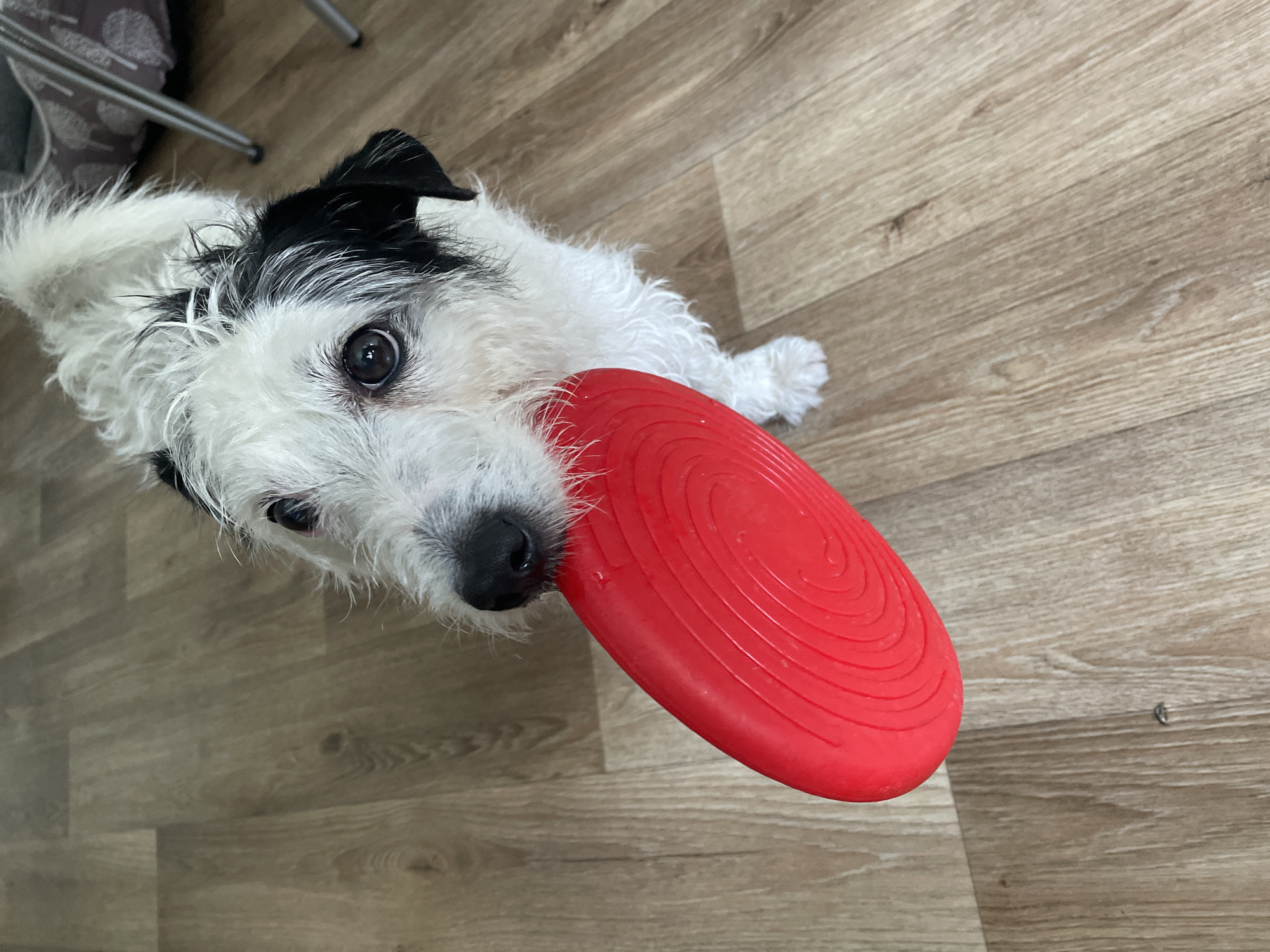 This is a medium-angle, eye-level shot of a scruffy, black and white terrier-mix dog holding a bright red frisbee in its mouth. The dog is looking up at the camera with an earnest expression. Its fur is white with black patches on its head and ears. The dog's nose is black, and its eyes are dark and expressive. The frisbee is circular with concentric ridges and is partially obscured by the dog's snout.
The dog is lying down on a light-colored wooden floor. The floorboards are oriented diagonally from the bottom left to the top right of the frame. The lighting appears to be natural, suggesting it could be daytime, though no specific cues like windows or shadows are visible. The background is blurred, but hints of furniture legs and a patterned object are discernible, suggesting an indoor setting, possibly a home.
The dog's posture and gaze suggest it is waiting for the frisbee to be thrown or is anticipating a game. The overall mood is one of playful anticipation. There is no visible text in the image.