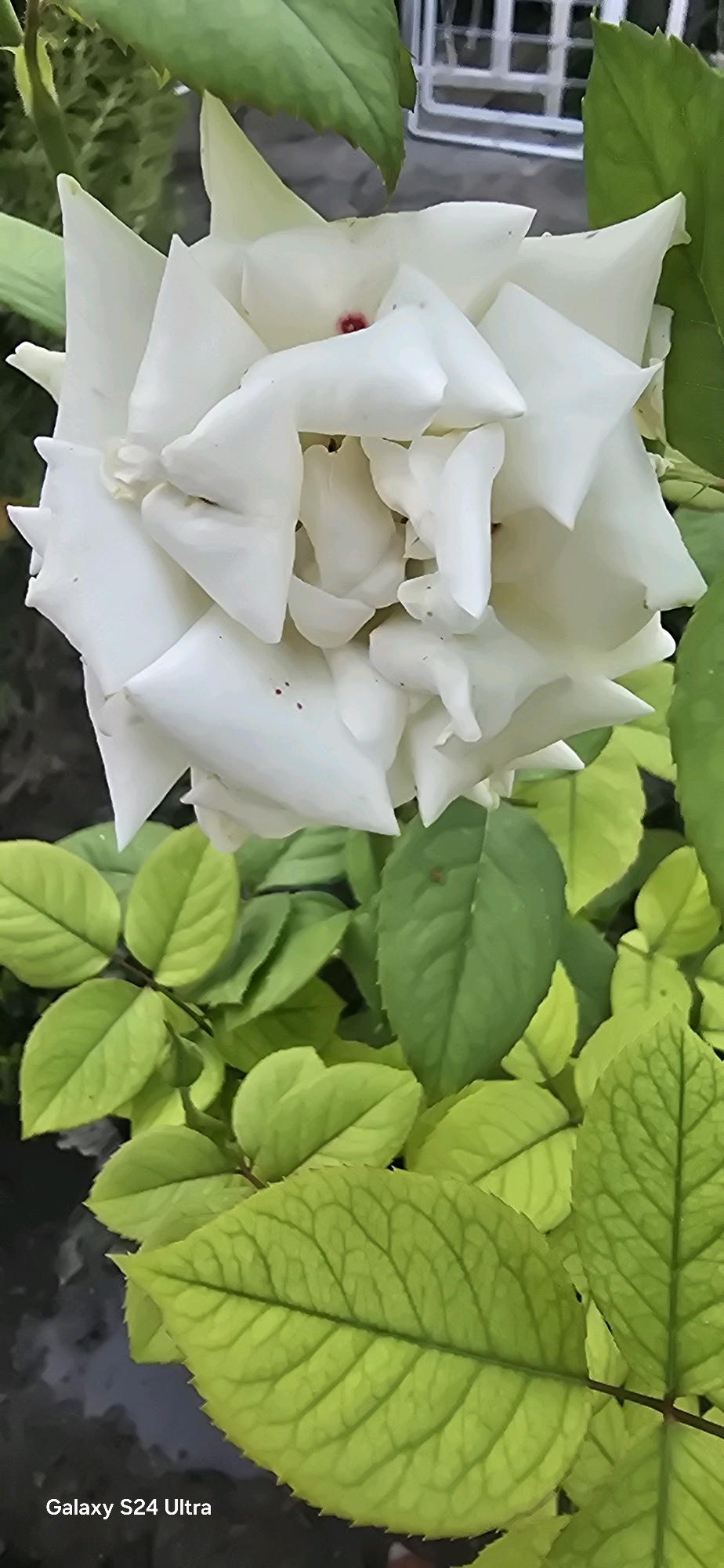 A close-up, eye-level shot focuses on a lush, white rose in full bloom. The rose, with its layered petals, shows a hint of red at its center, and a few small red speckles on some of the outer petals. The rose is surrounded by vibrant green foliage, with some leaves displaying a lighter, almost yellow-green hue. The background is blurred, but hints of a white structure, possibly a fence or gate, and dark ground are visible. The bottom left corner of the image displays the text "Galaxy S24 Ultra." The scene appears to be in a garden or natural outdoor setting.